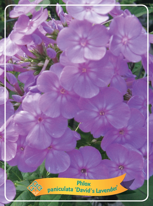 Picture of Phlox paniculata mix 6x10 srt. per shelve P11