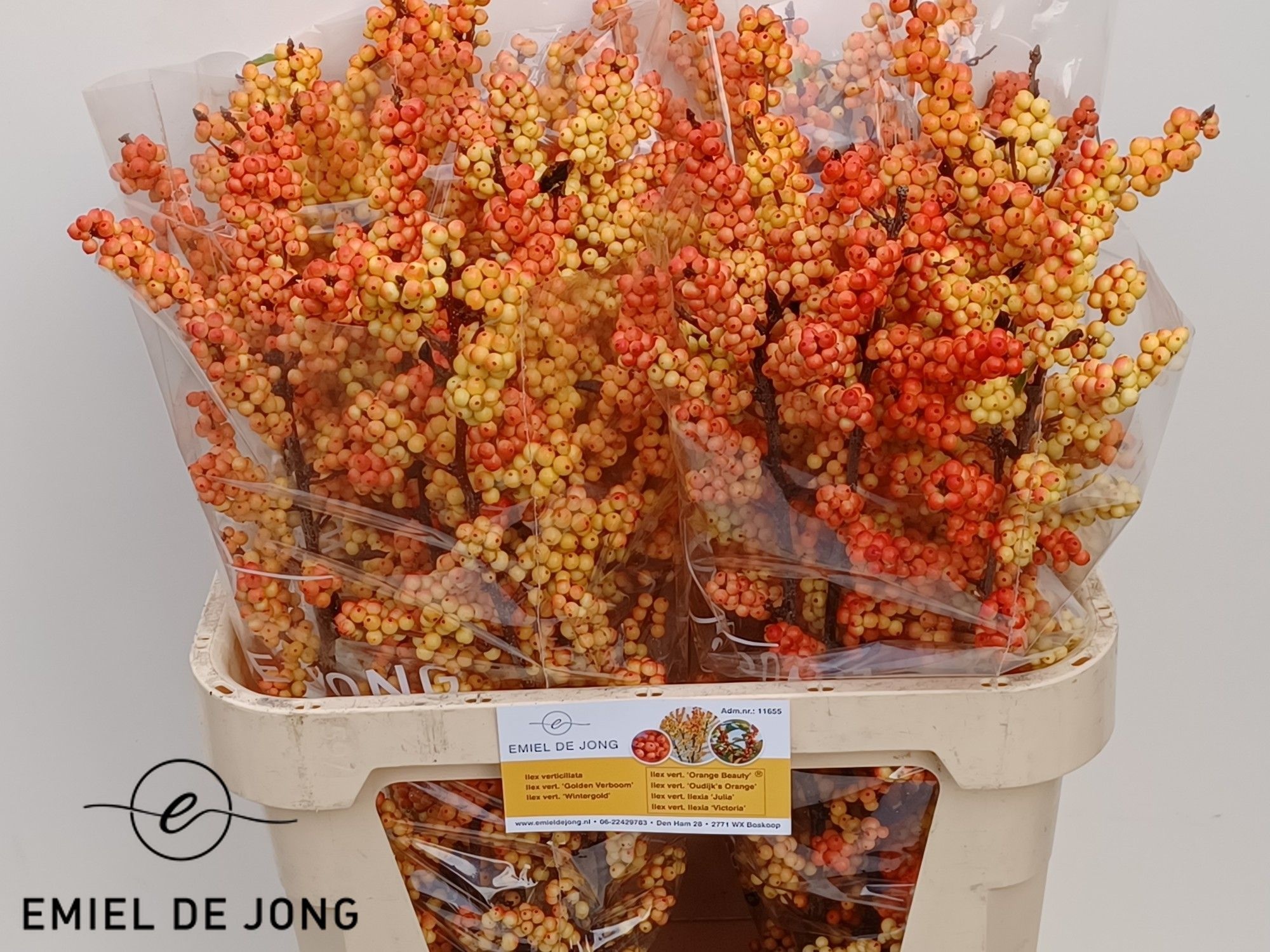 Ilex Ilexia Victoria 80cm