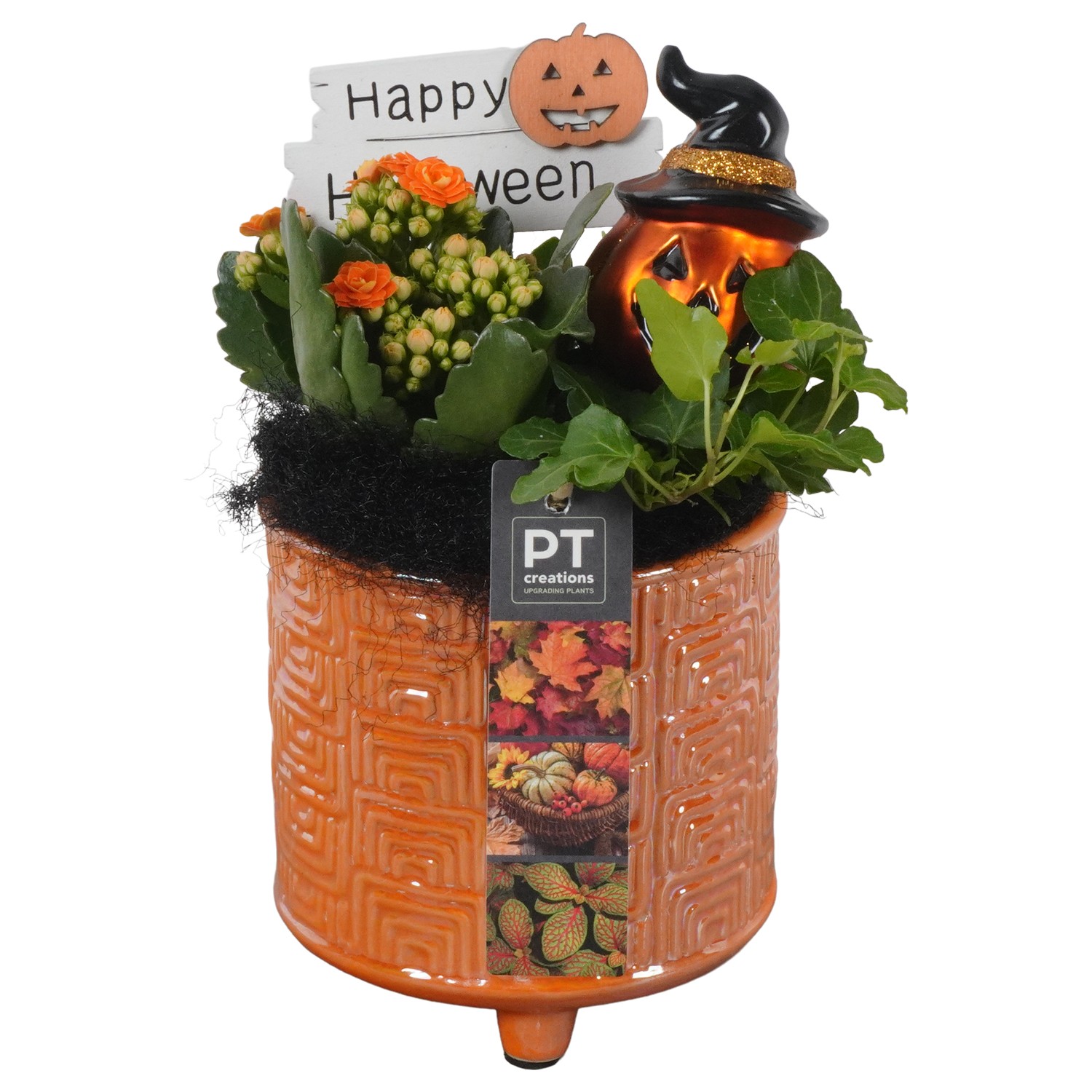 Picture of PTHL1915 Arrangement Halloween in ceramic pot P12 22CM