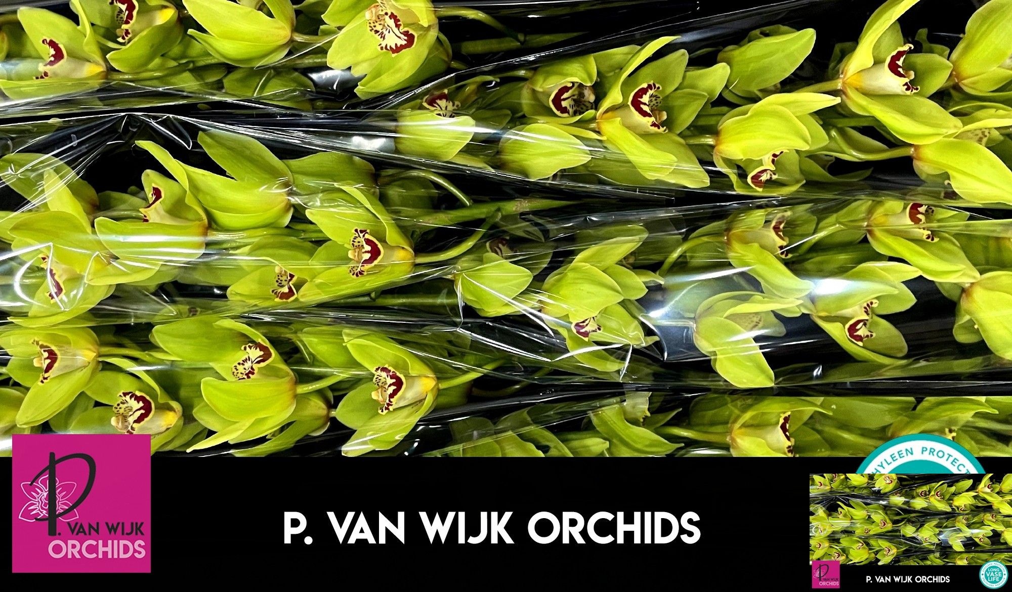 Cymbidium Bonyoni 12/15bl