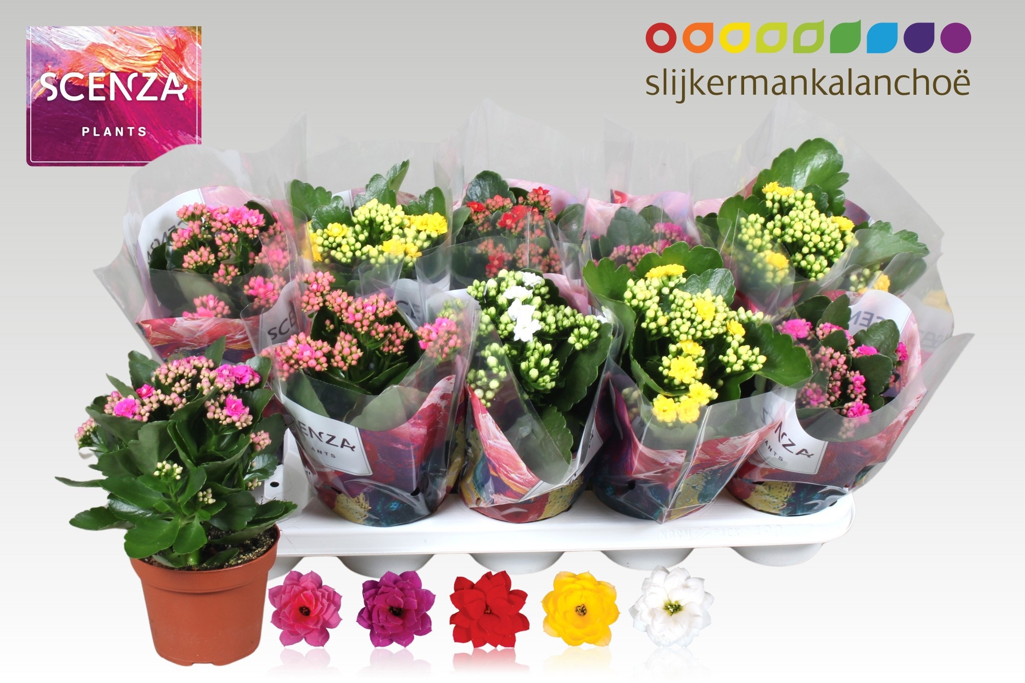 Kalan B Ge Gem 5 Kl 12Ø 26cm
