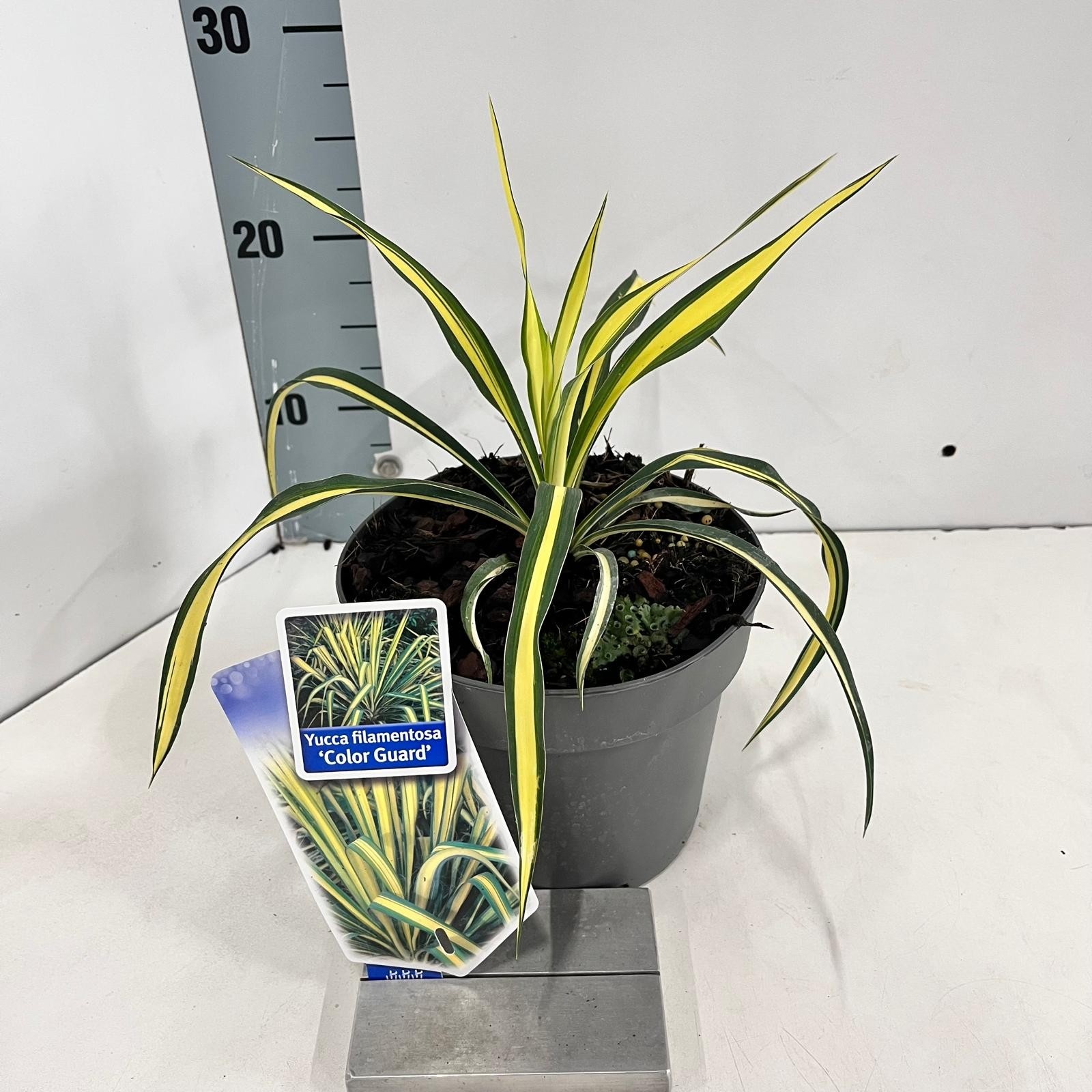 Picture of Yucca filamentosa 'Color Guard'