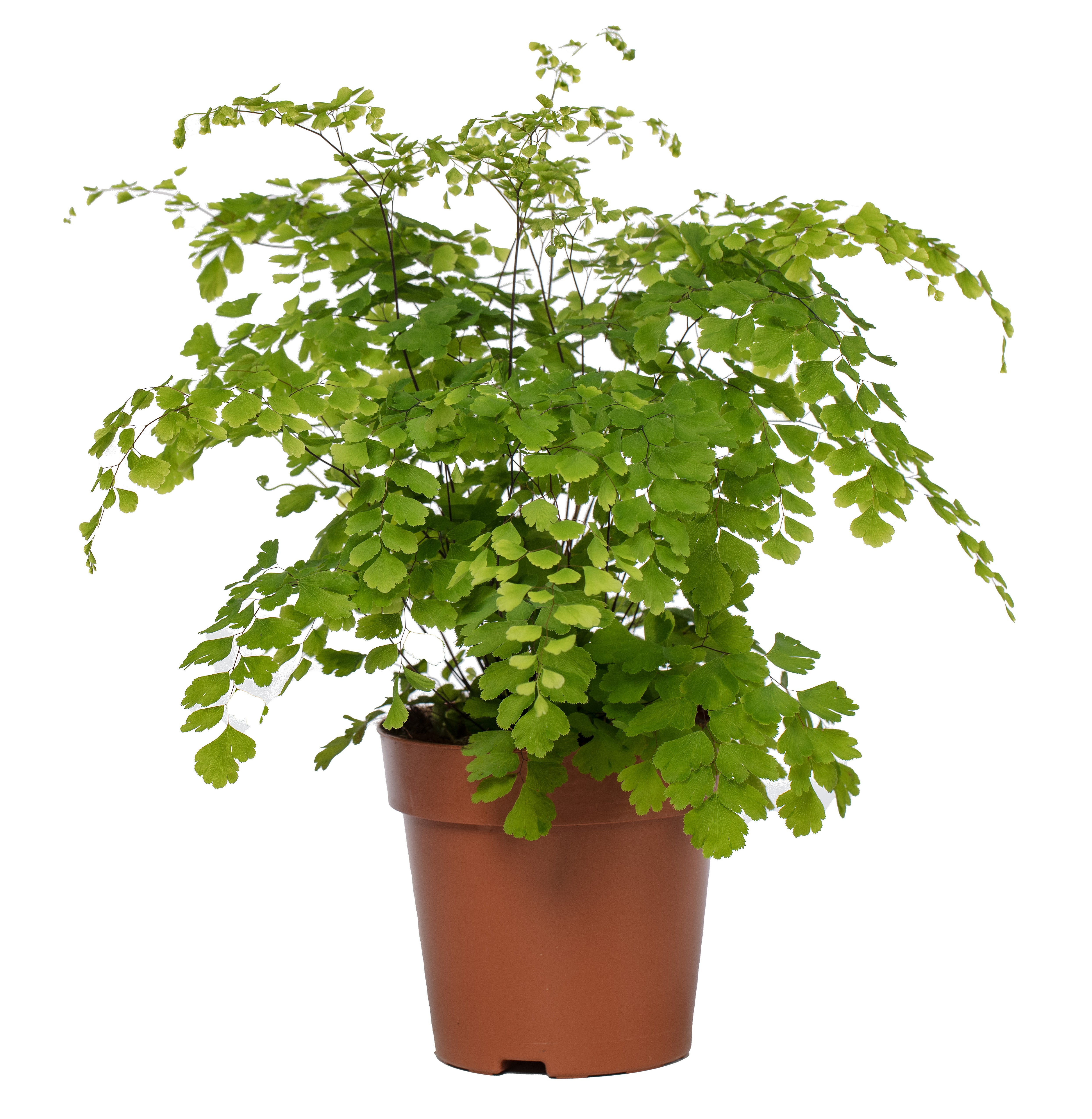 Picture of Adiantum Fragrans P12 35CM