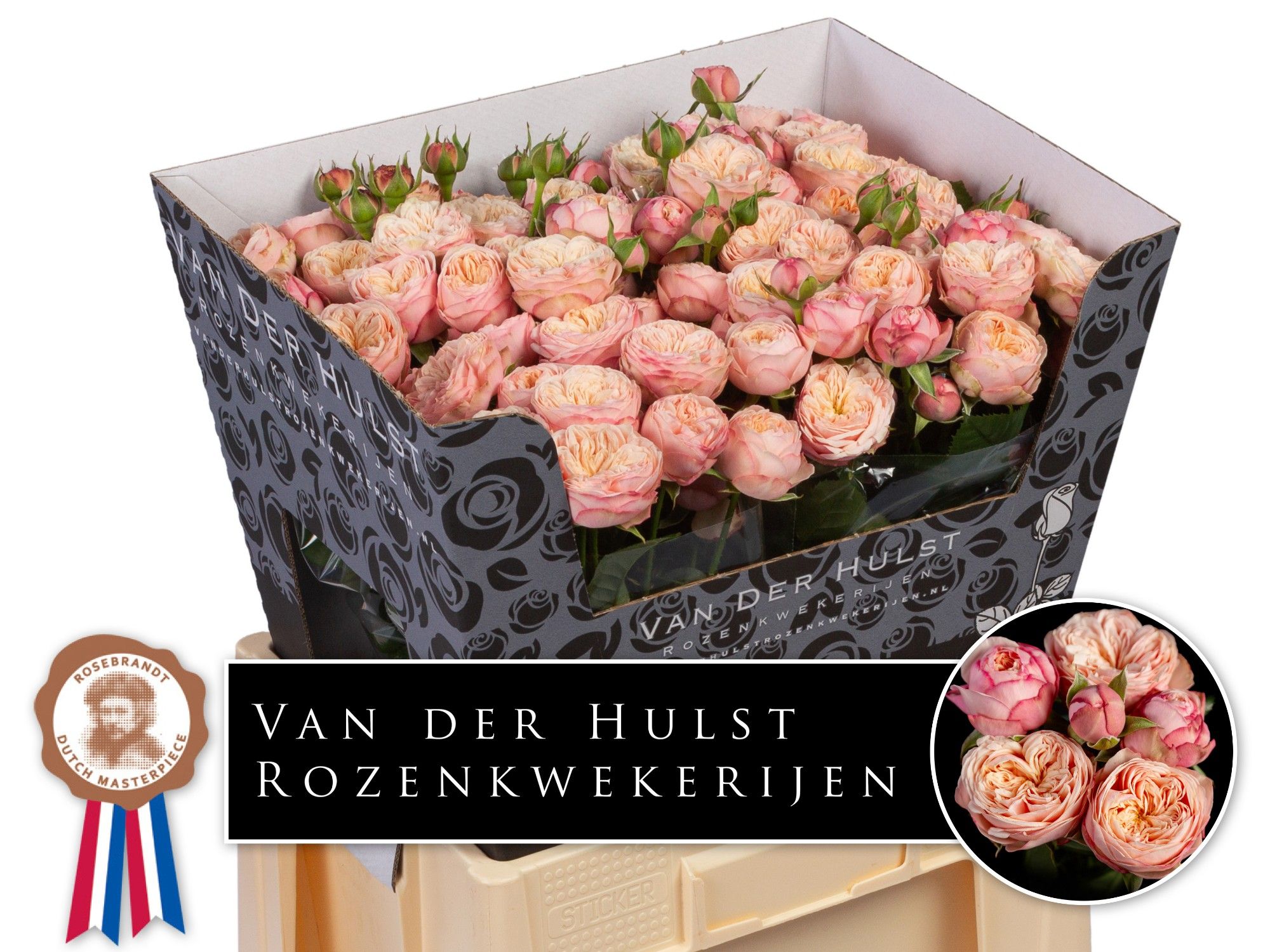 R Tr Royal Blush