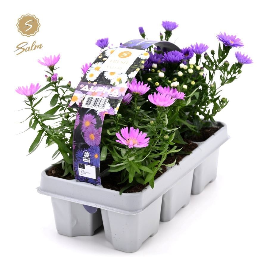 Aster dumosus ‘Alpha’® 6-Pack