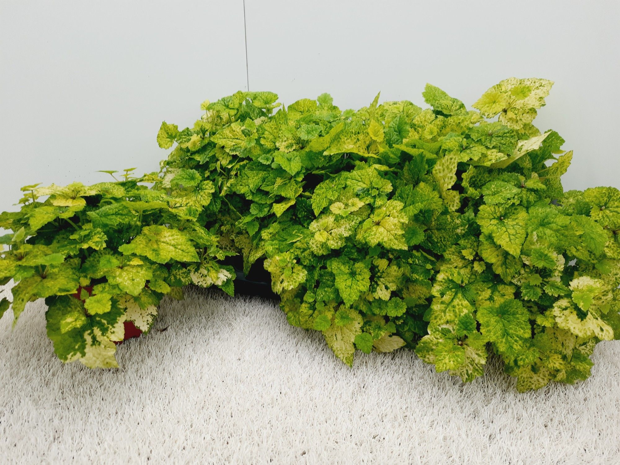Tolmiea M Variegata 12P 20H 2stek