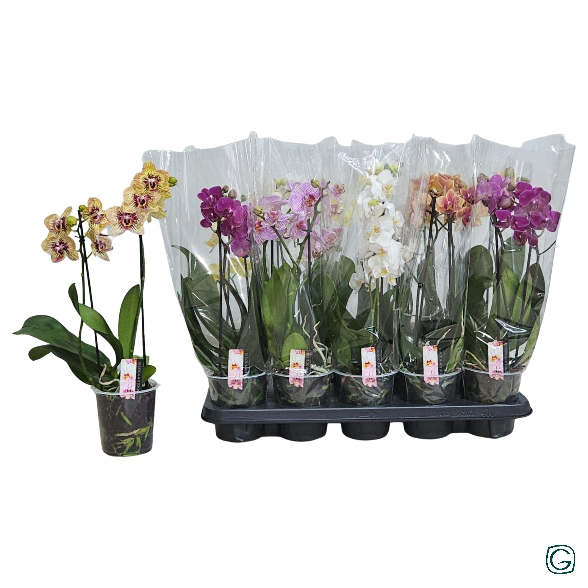 Phal Mf Gem 4 Kl 12Ø 38cm