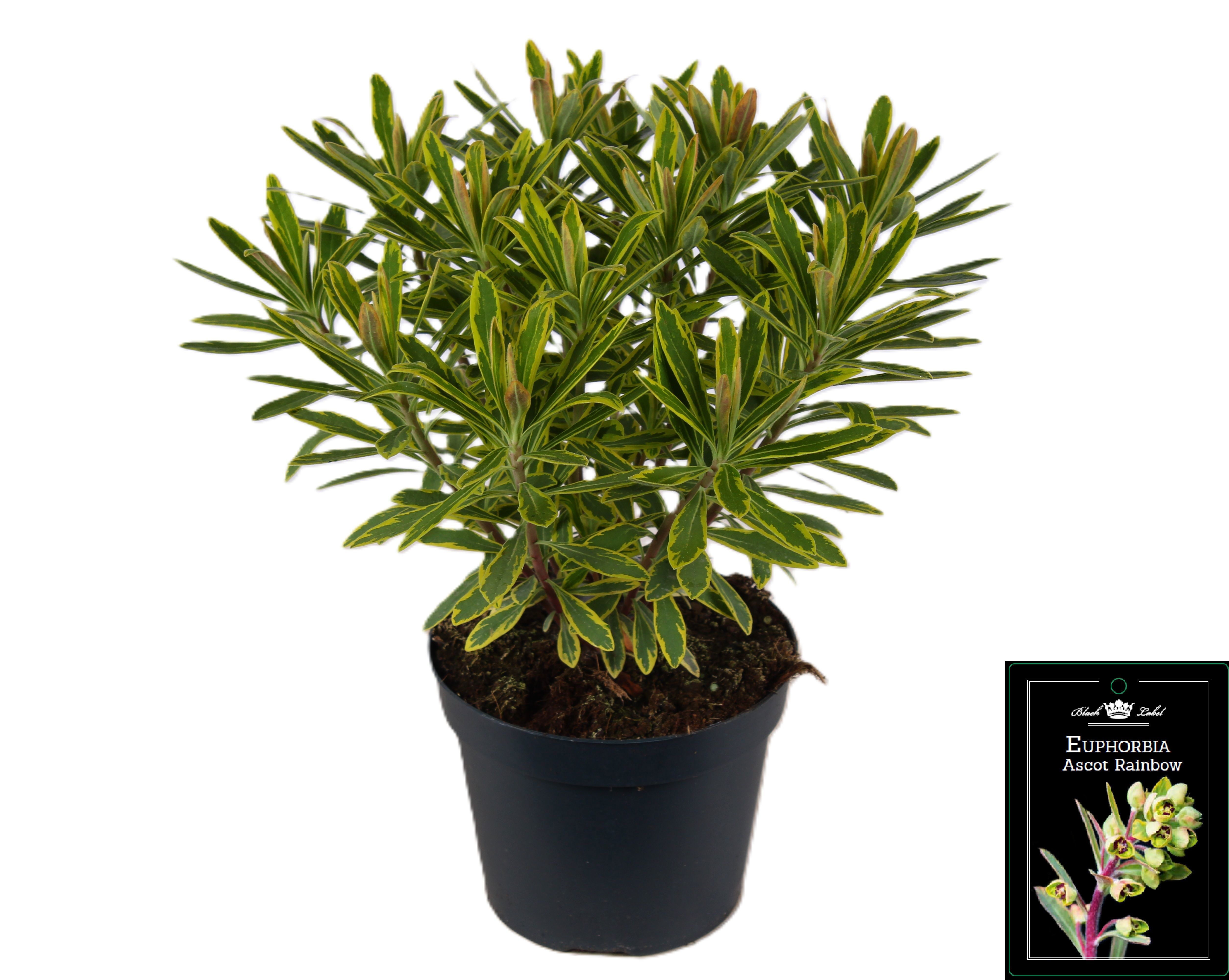 Picture of Euphorbia Ascot Rainbow