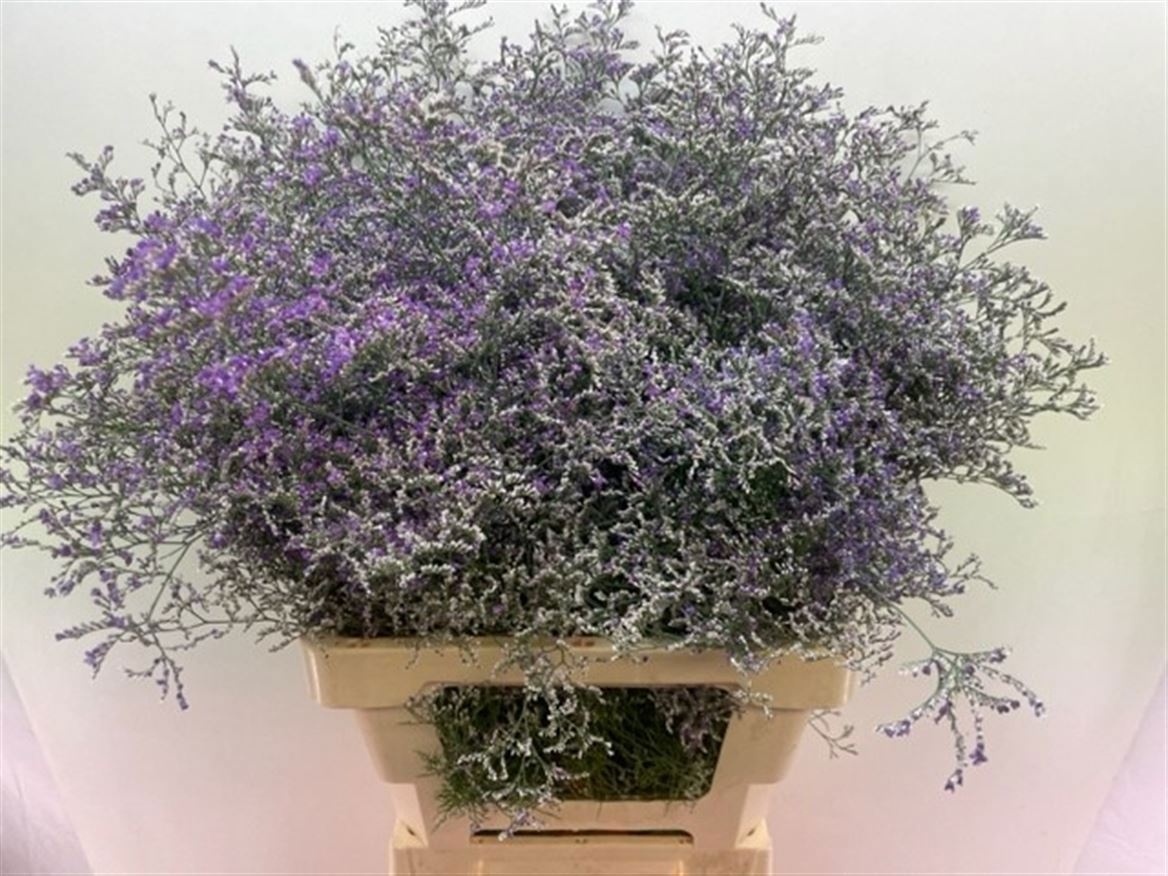 Limonium Beltlaard 70cm 35gram