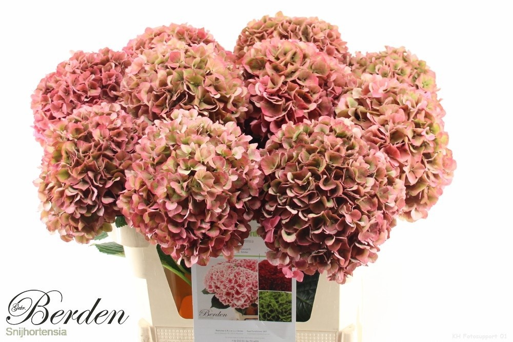 Hydrangea Glowing Alps Classic 80cm 22Ø