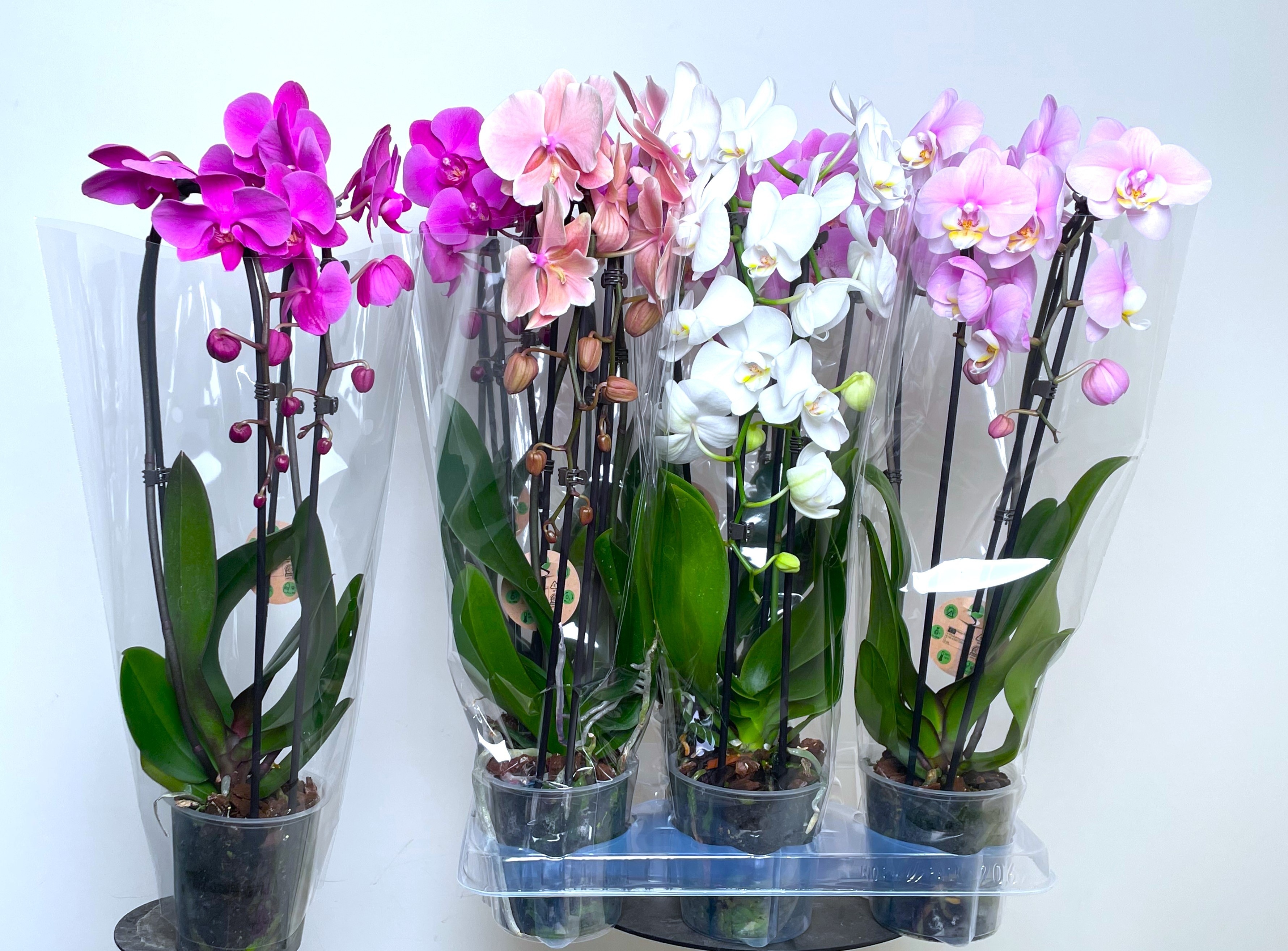 Phal El Cascade 12P 45H 2TAK 14bloem 33bloei