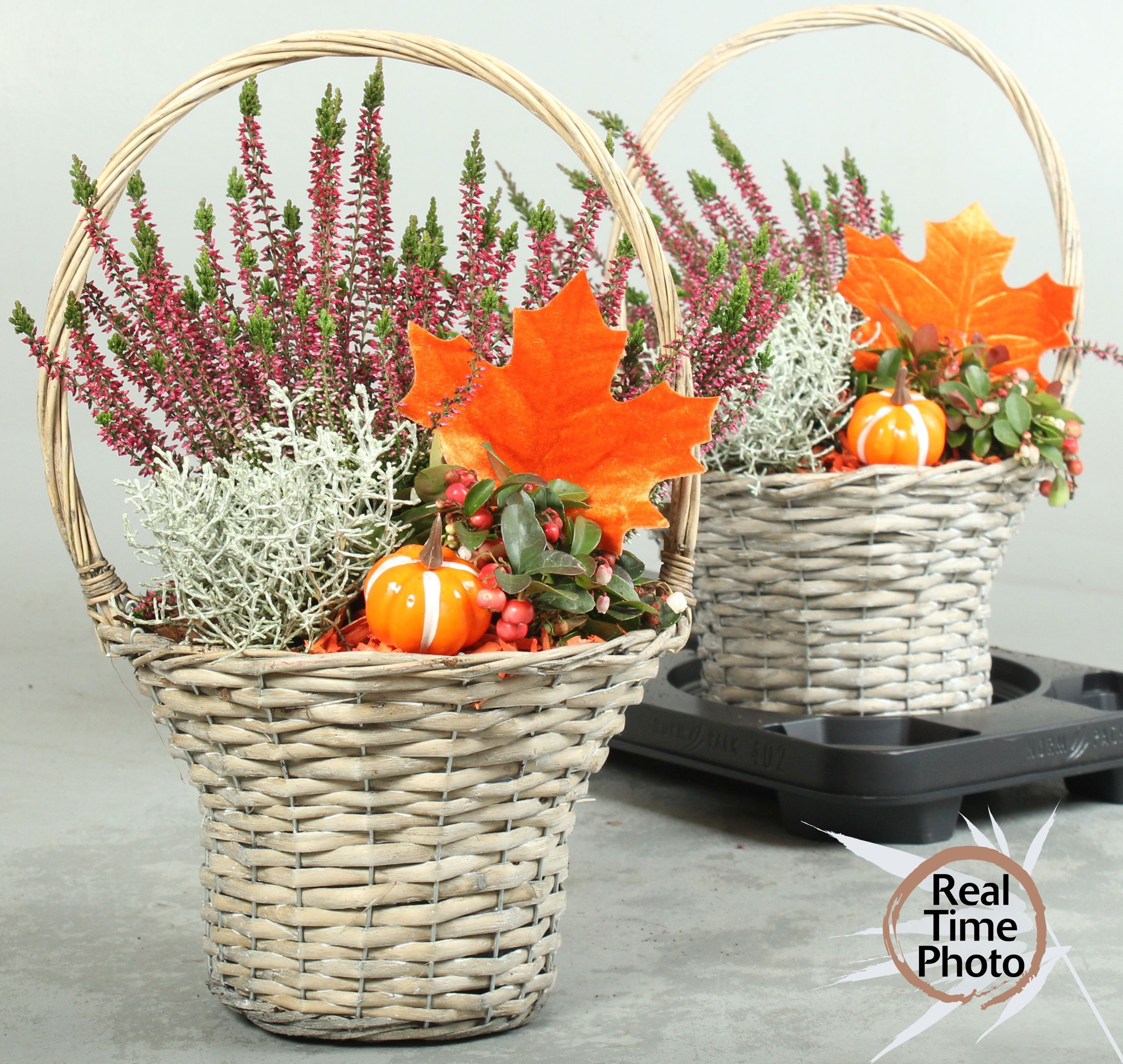 Arr Tuinplanten 24P 46cm