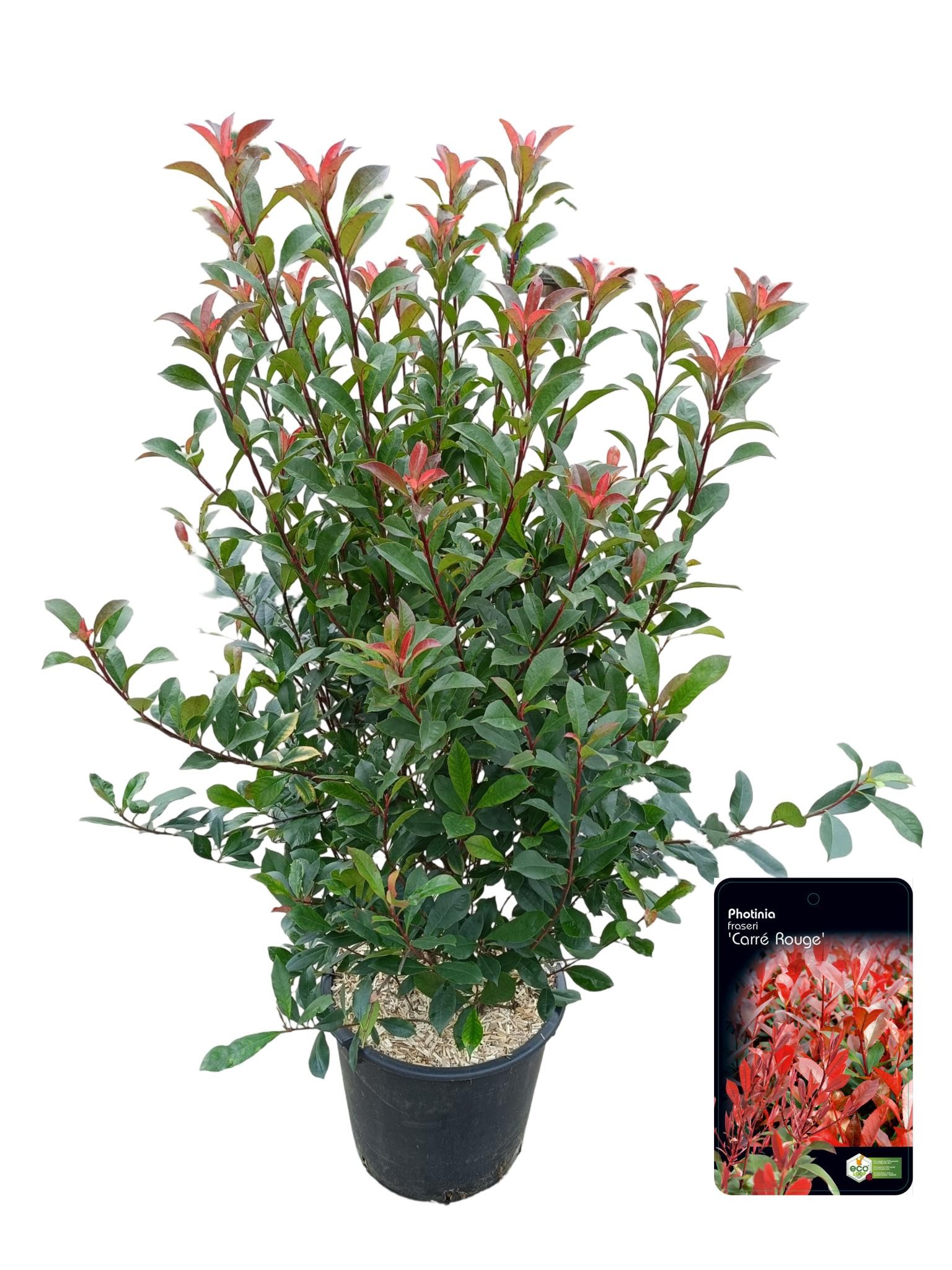Picture of Photinia fraseri 'Carré Rouge' C30