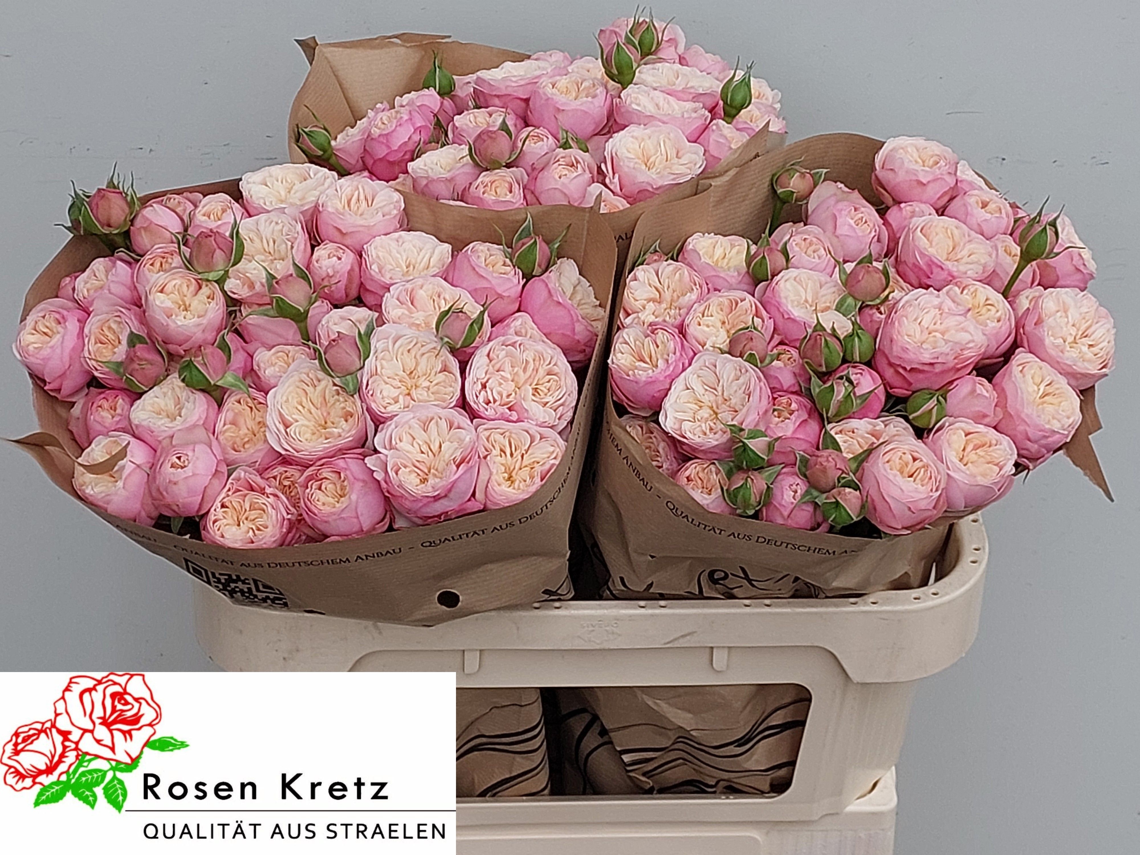 R Tr Royal Blush
