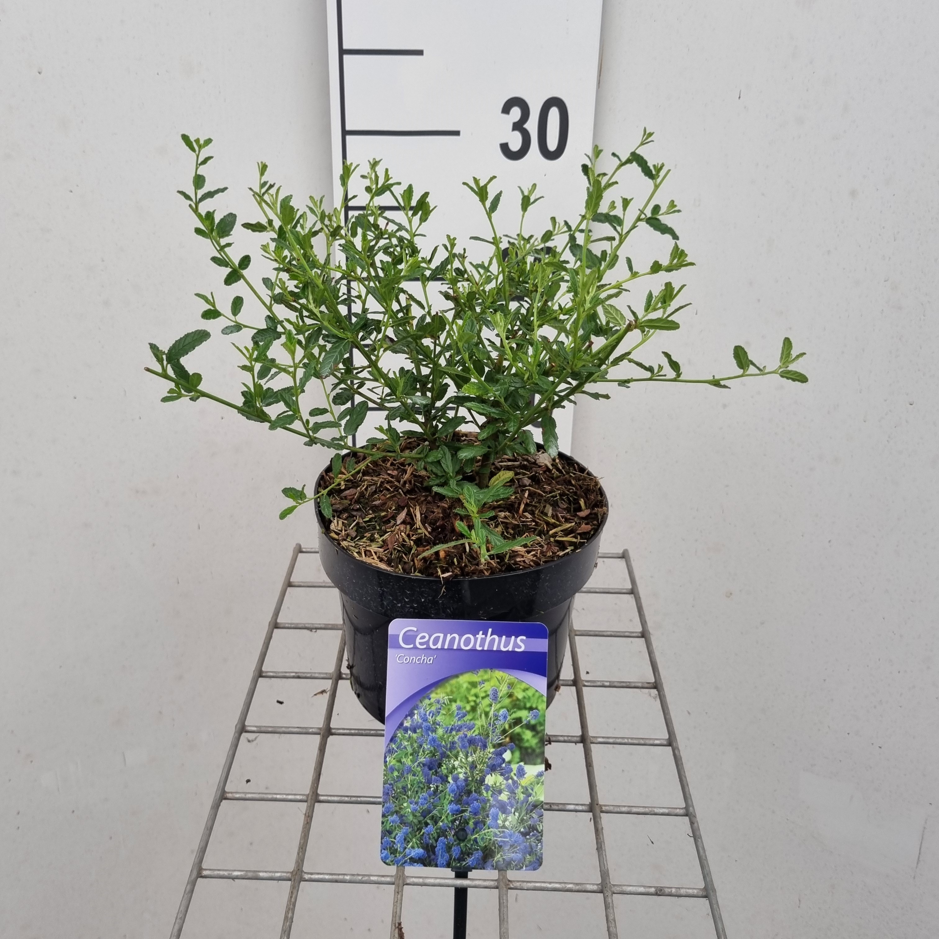 Picture of Ceanothus 'Concha P17 (2 Ltr) (LOOSE)