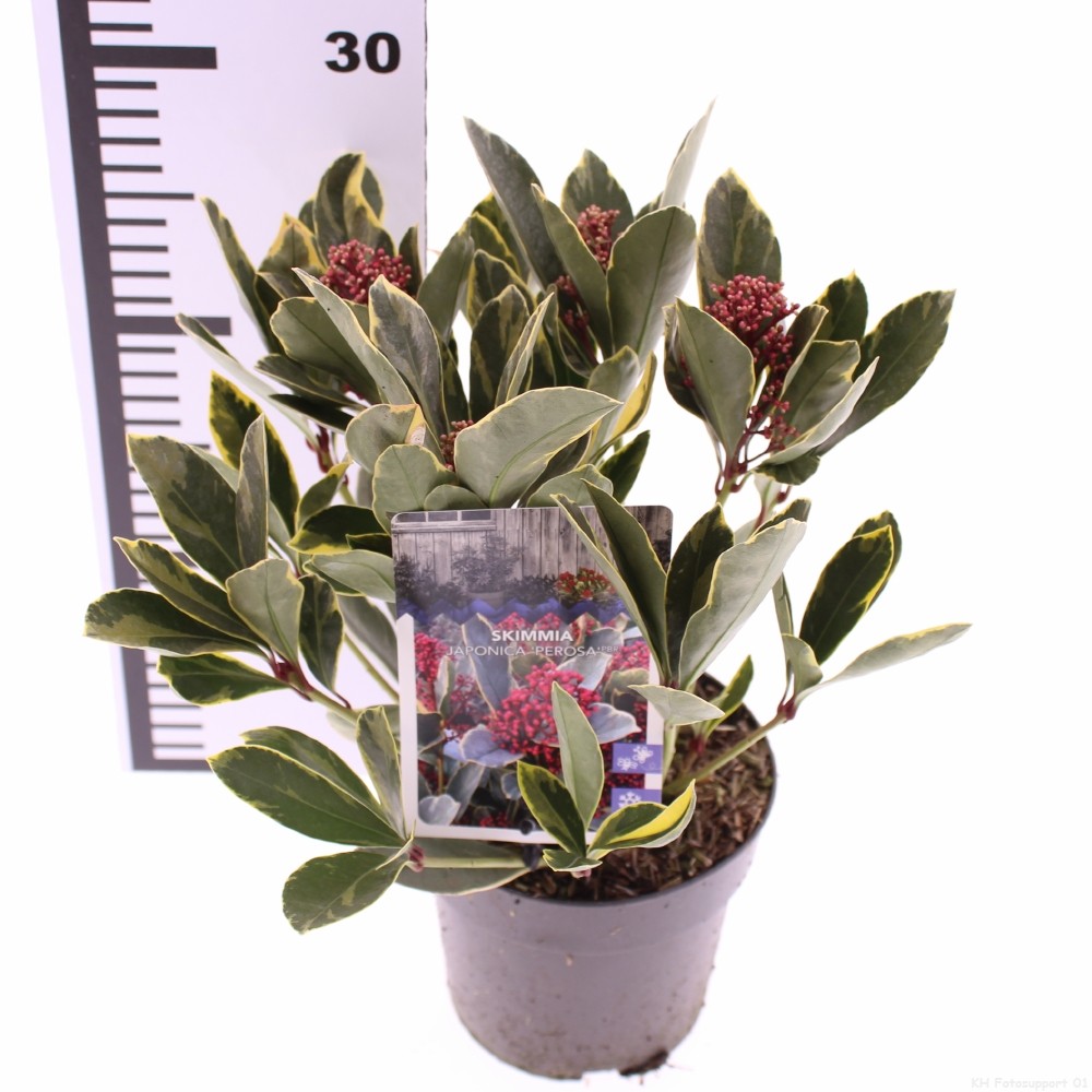 Picture of Skimmia japonica Perosa PBR P13 25CM