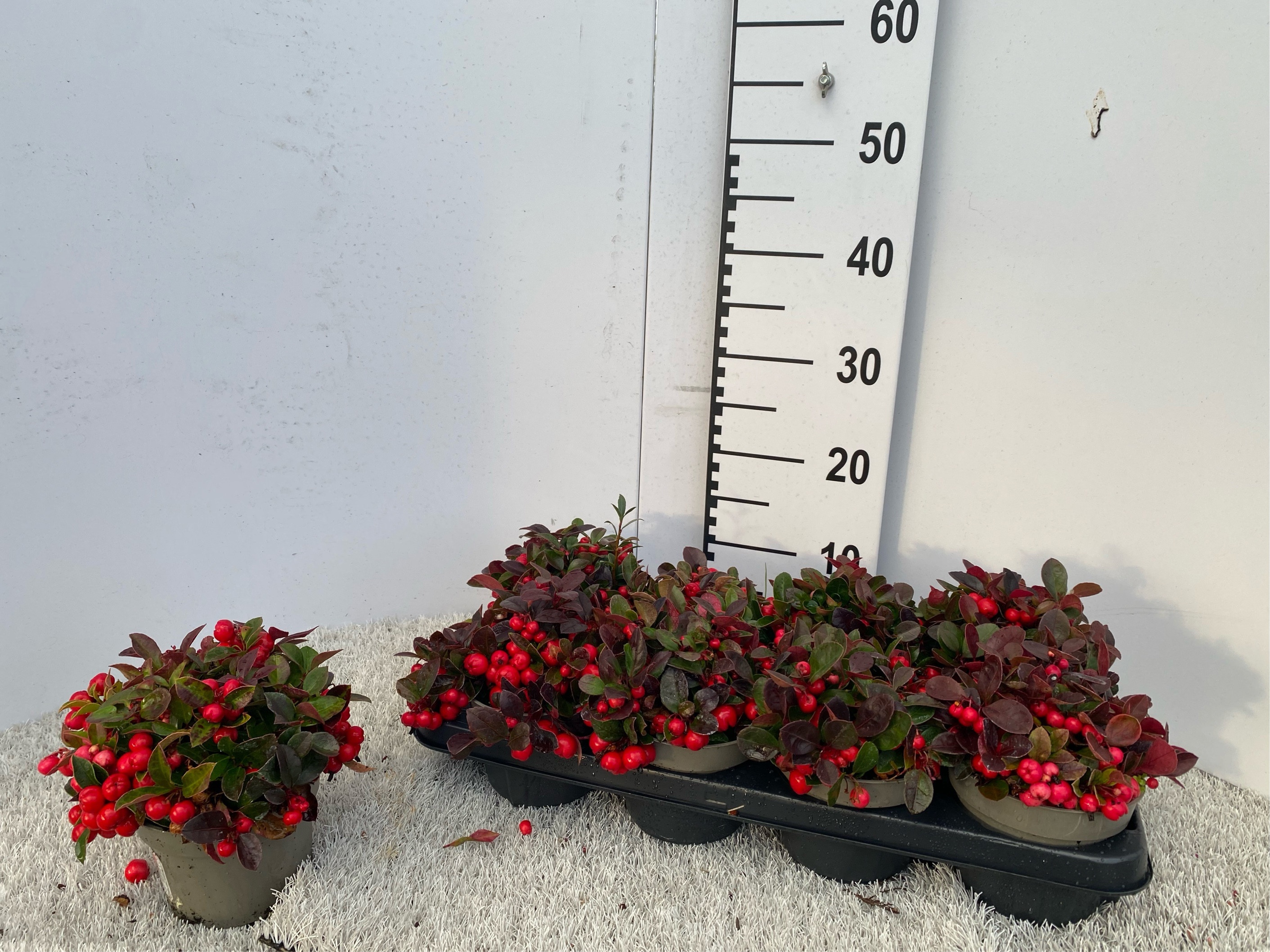 Gaulth Procumbens 13P 20H