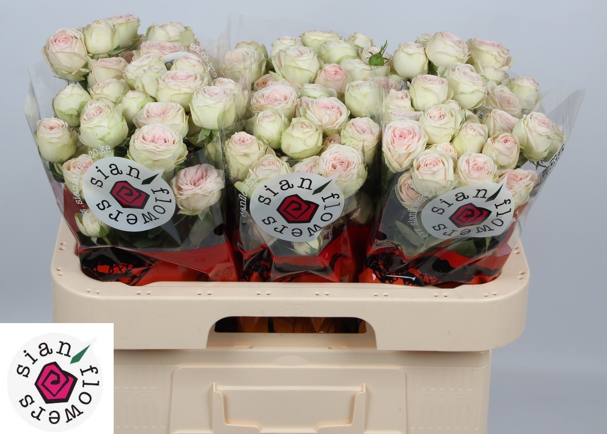 Rosa Spr Sweet Gelato 60cm