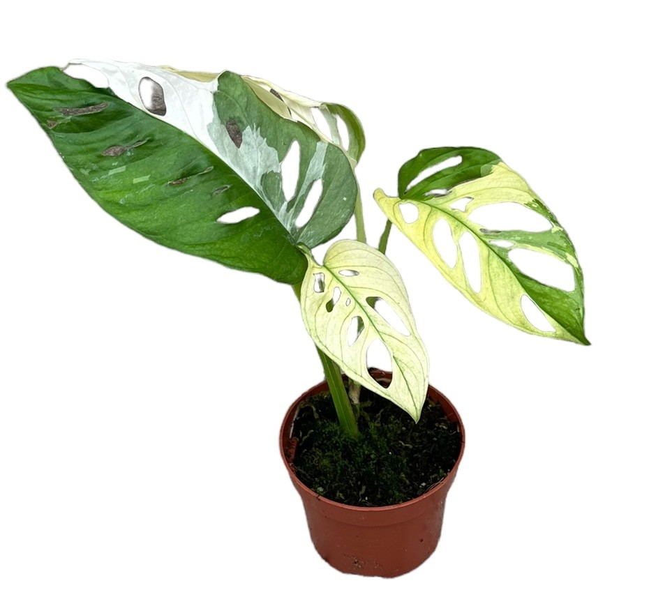 Picture of Monstera Adansonii Variegata P10.5 15CM