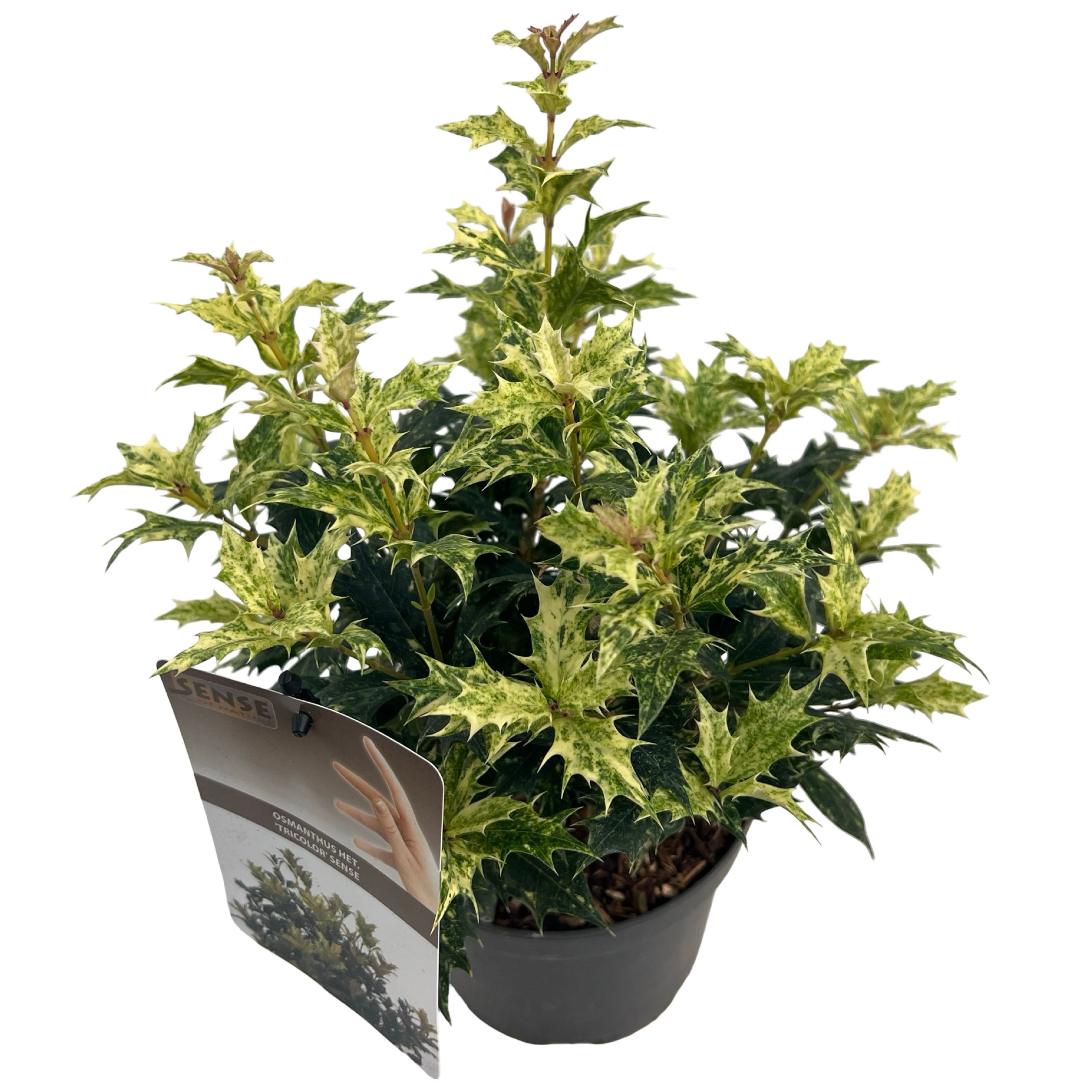 Osmanthus het. 'Tricolor' sense