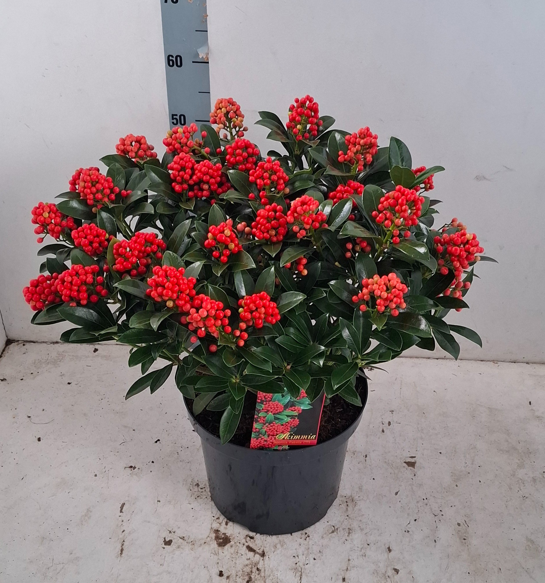 Skimmia jap. 'Pabella'