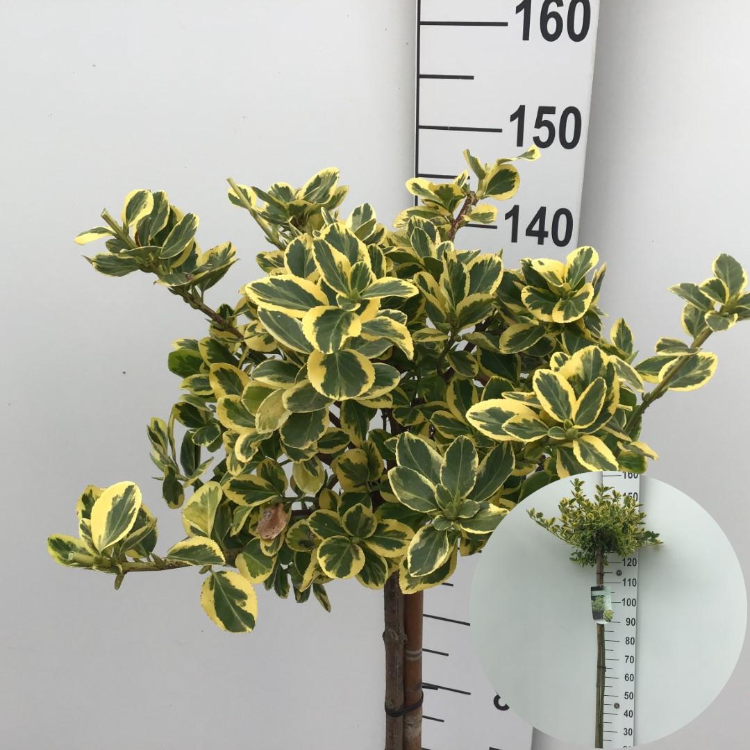 Picture of Euonymus fortunei Canadale Gold P26 (7.5 Ltr) 120/STD (LOOSE)