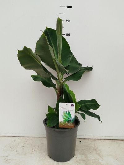Musa 'Dwarf Cavendish'PL