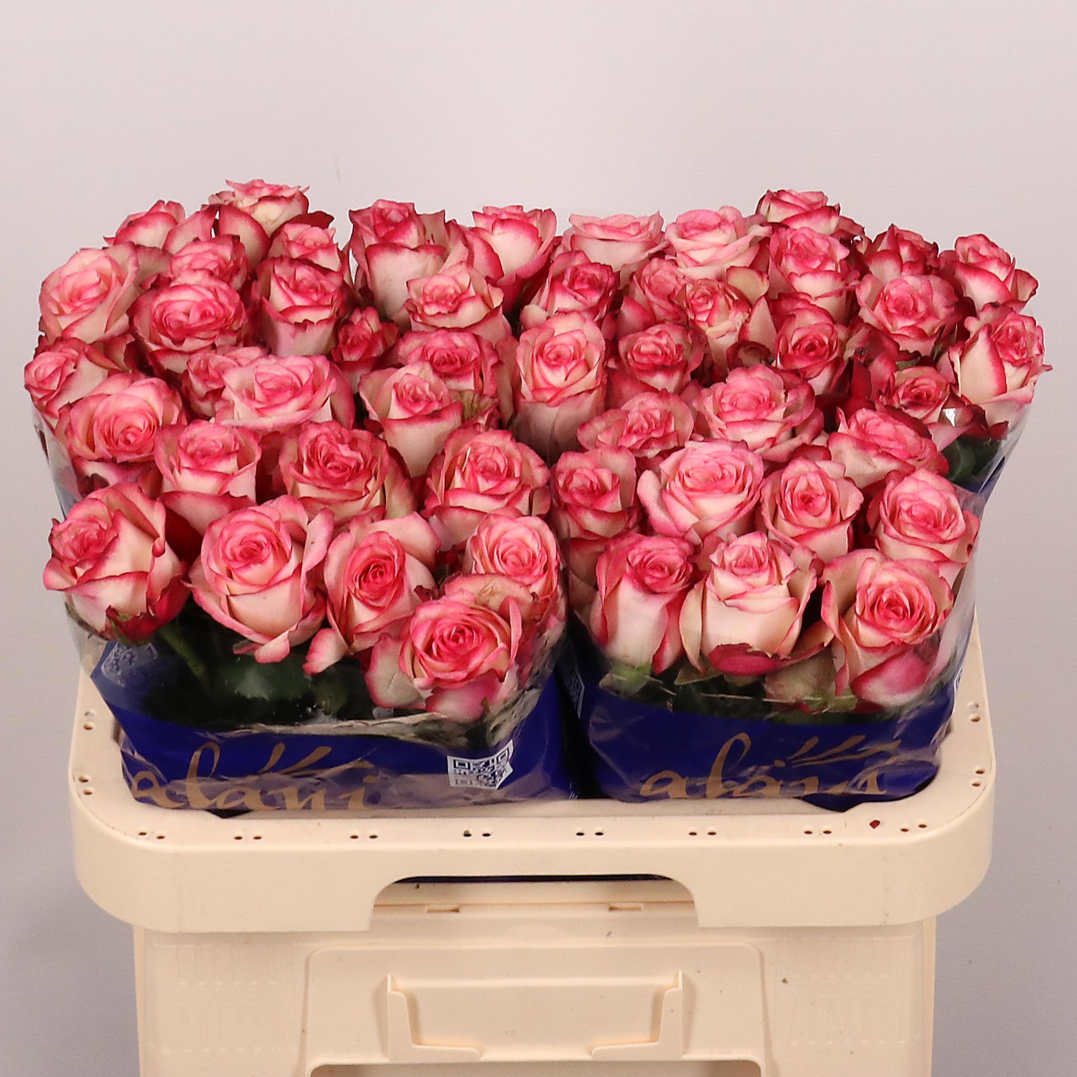 Rosa Paloma 60cm