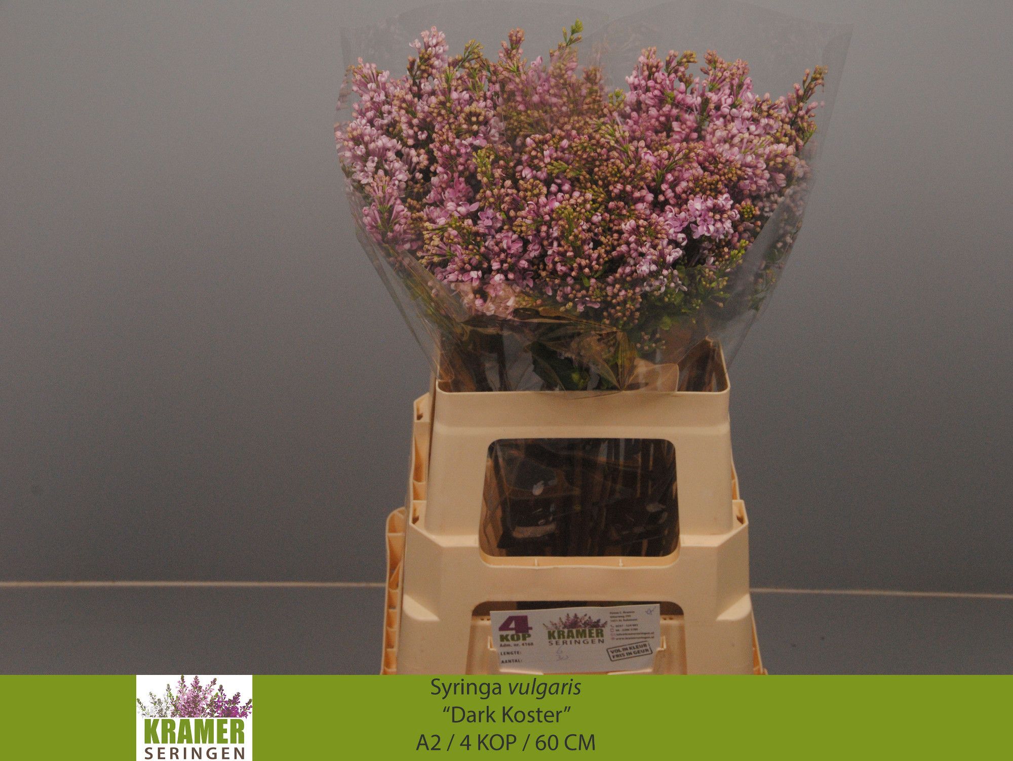 Lilac Dark Koster 60cm 4