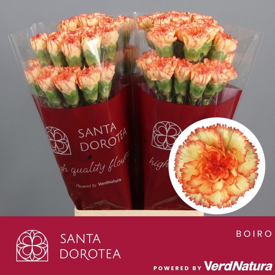 Di St Boiro 60cm