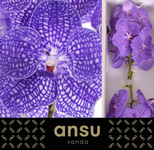 Vanda Kan Indigo 25L.cm