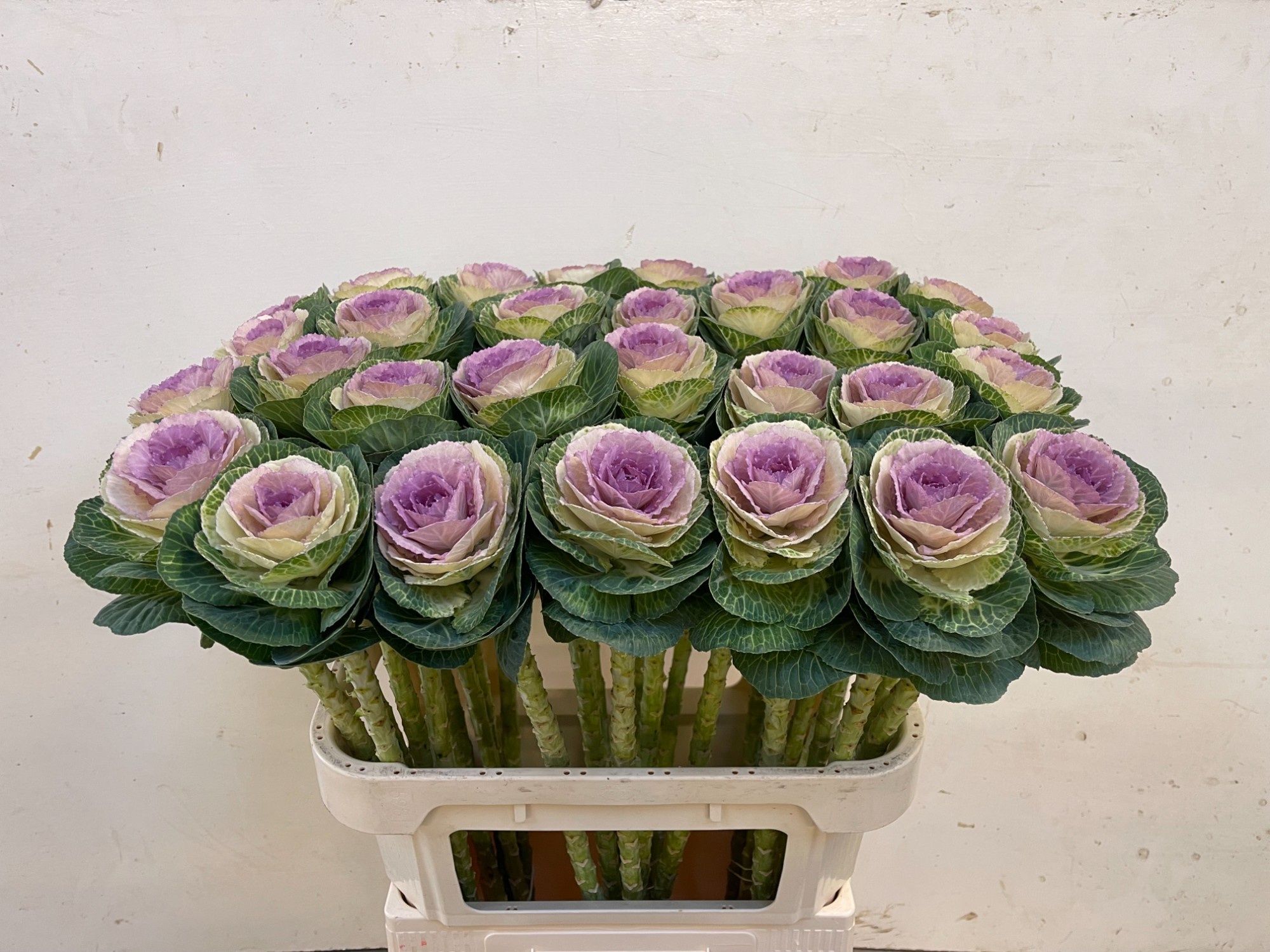 Brassica Crane Bicolour 70cm