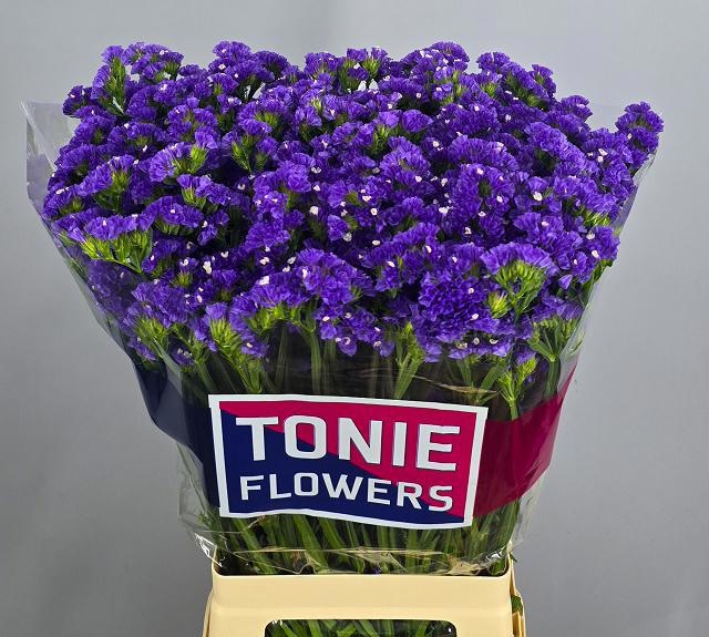Limonium St Crystal Dark Blue 70cm 50gram