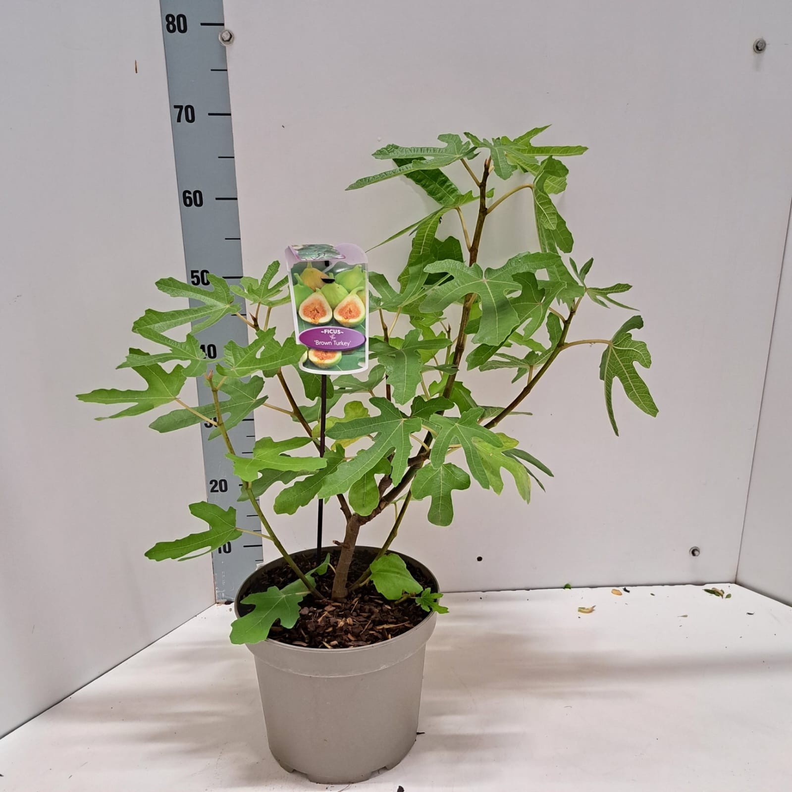 Picture of Ficus carica 'Brown Turkey'