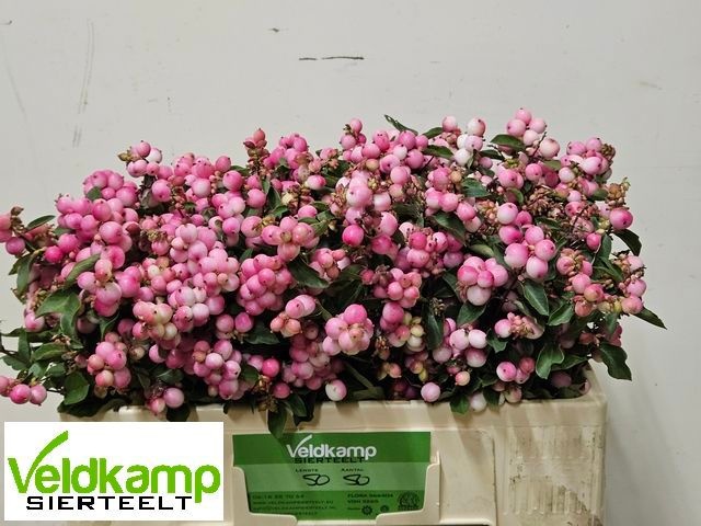 Sympho Mag Ruby Fall 50cm