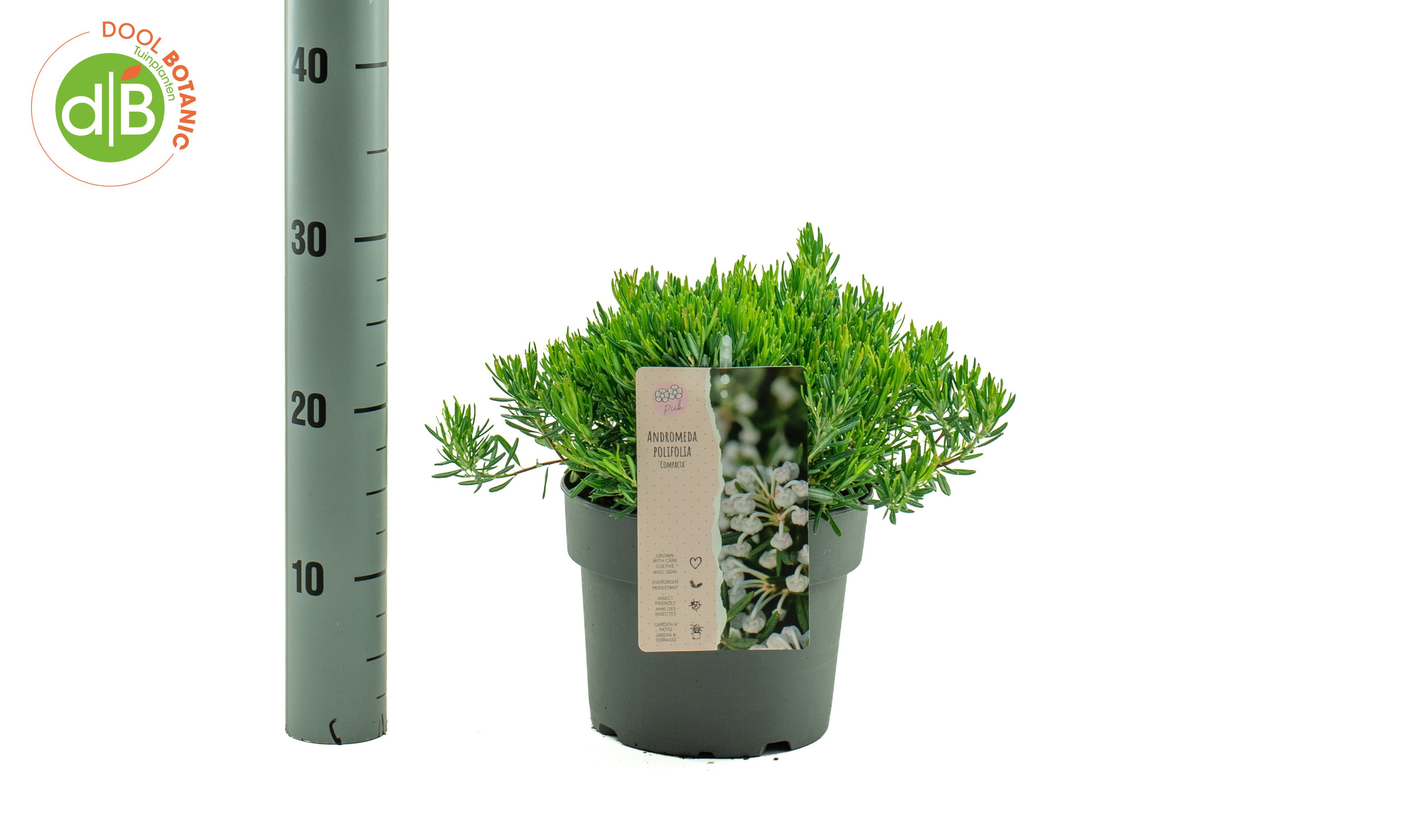 Andromeda polifolia 'Compacta'