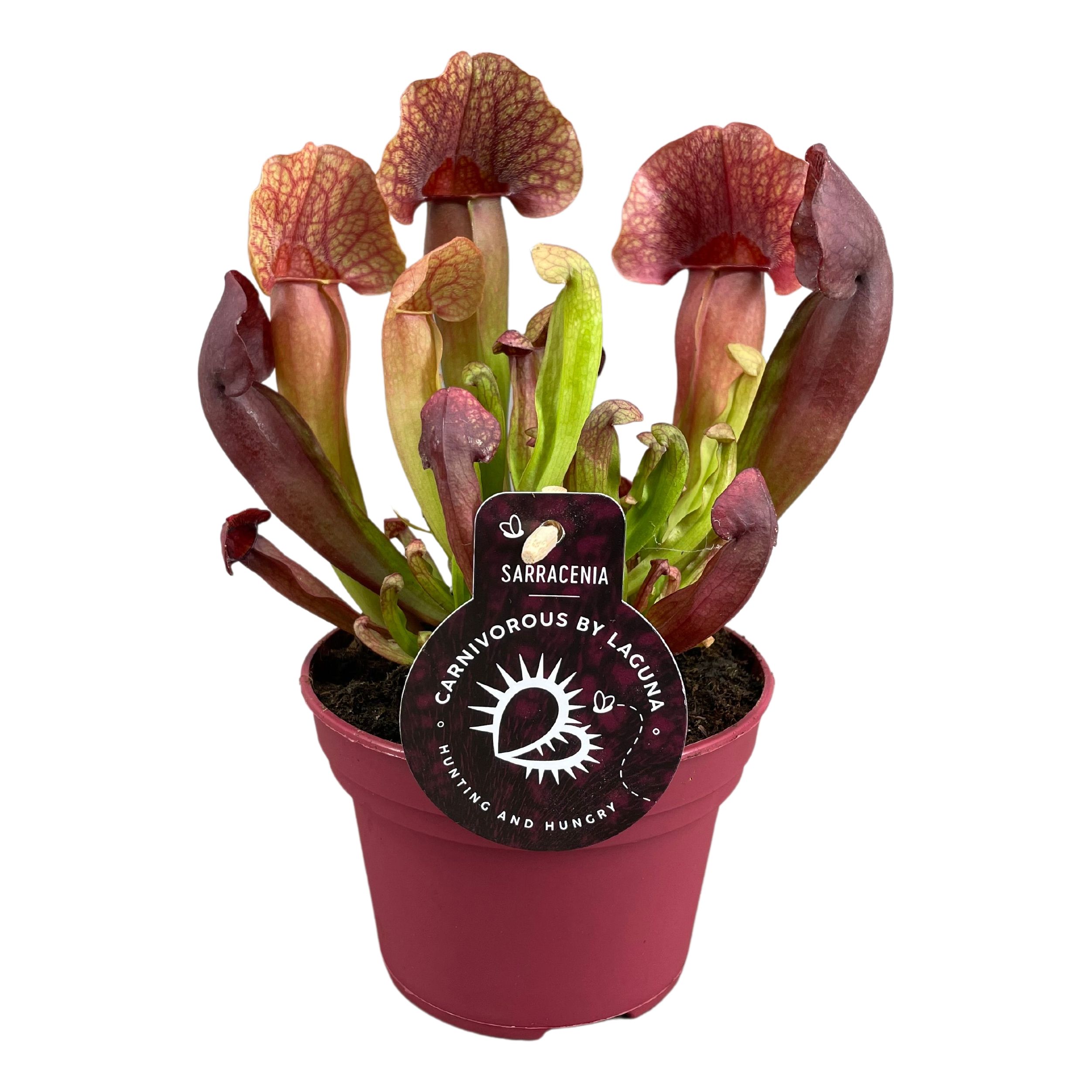 Picture of Sarracenia Catesbaei Carnivorous P12 23cm