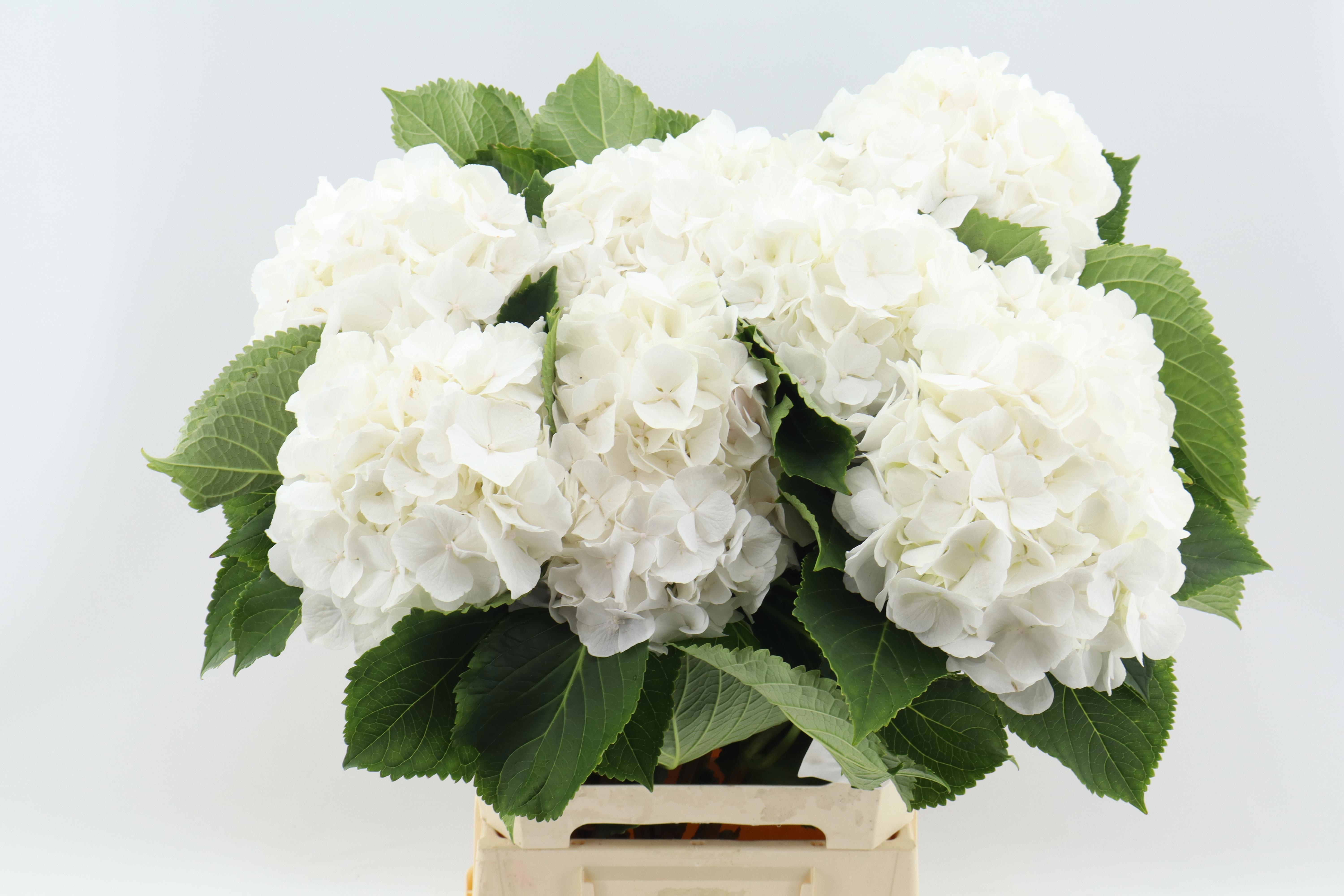 Hydrangea White Verena 60cm 18Ø
