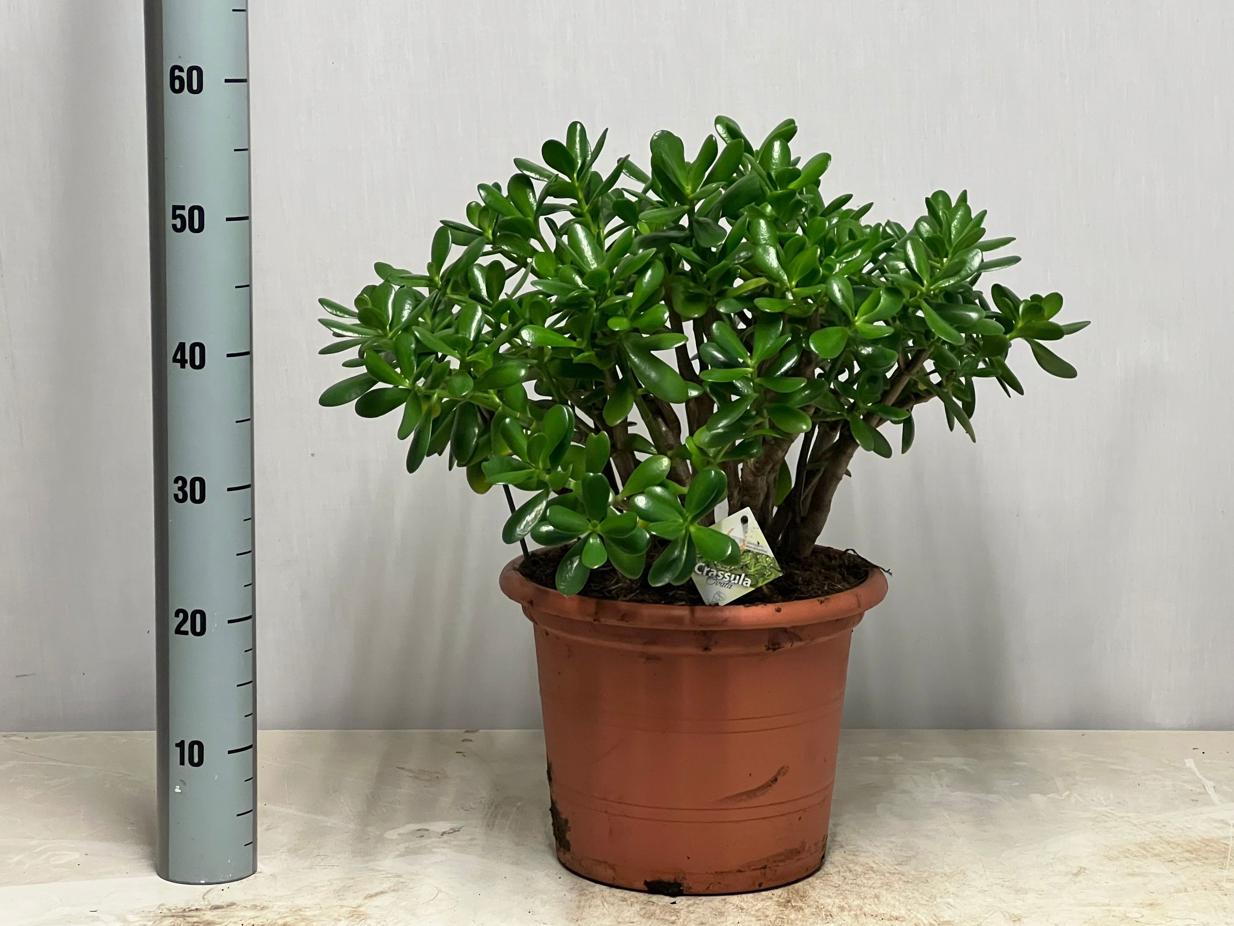 Crass Ovata 30P 60H