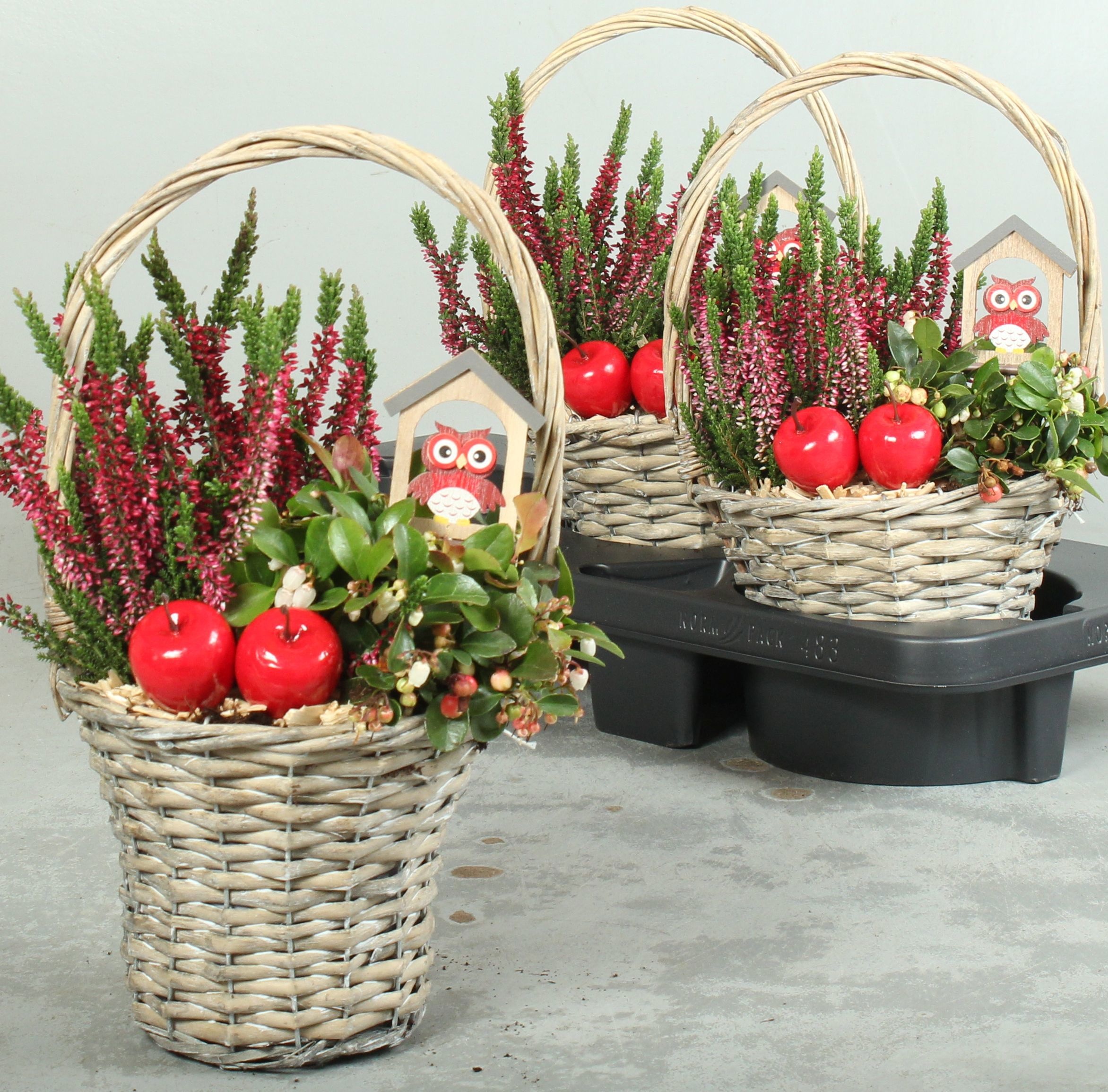 Arr Tuinplanten 18P 39cm