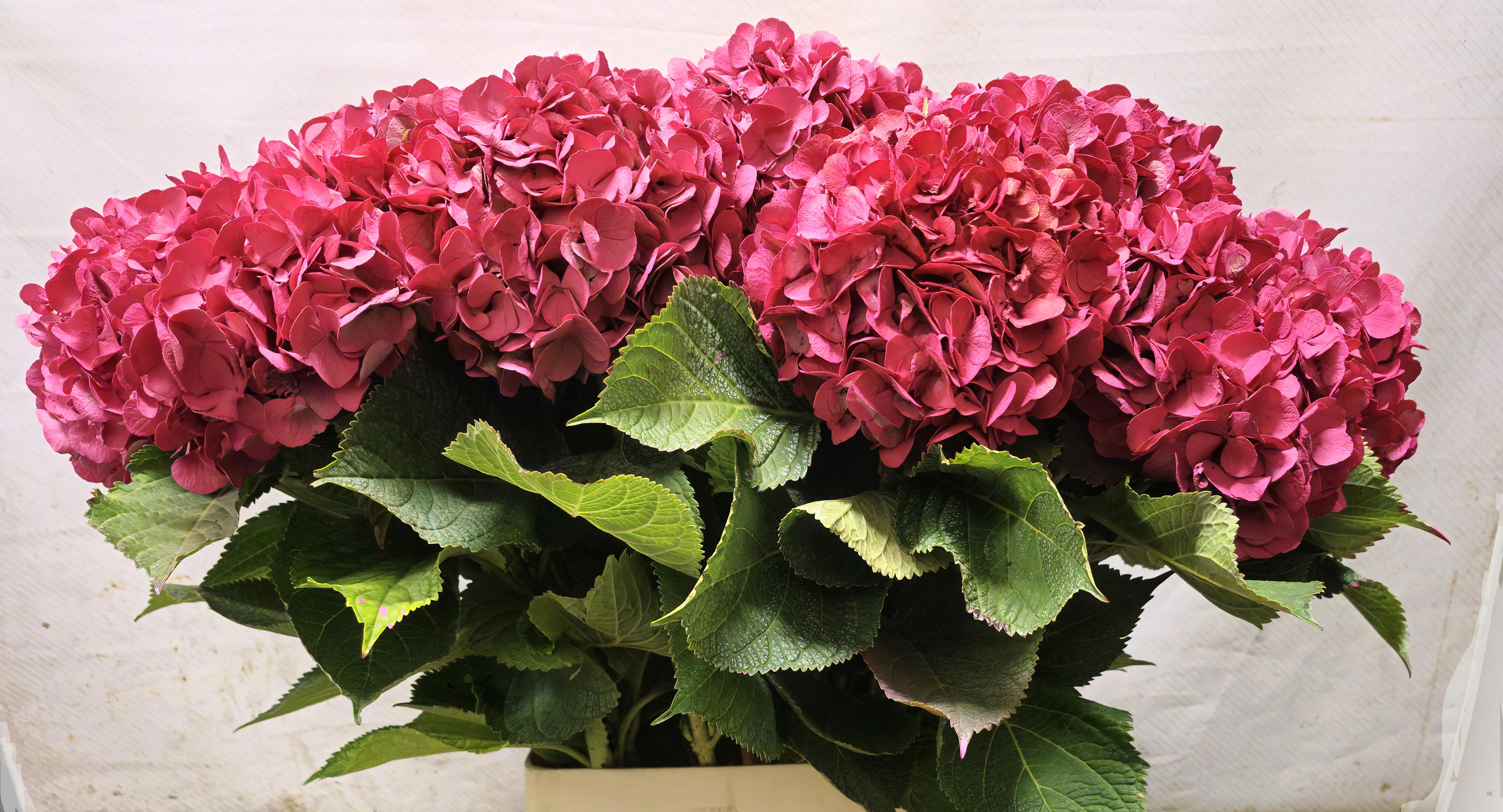 Hydrangea Painted 100cm 20Ø