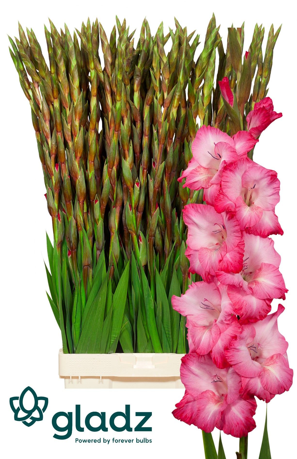 Gladiolus Cantate 120cm 180gram