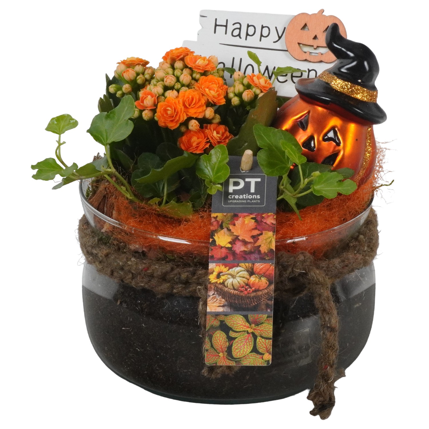 Picture of PTHL1904 Arrangement Halloween in glass bowl P16 19CM