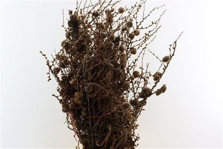 Larix Doos