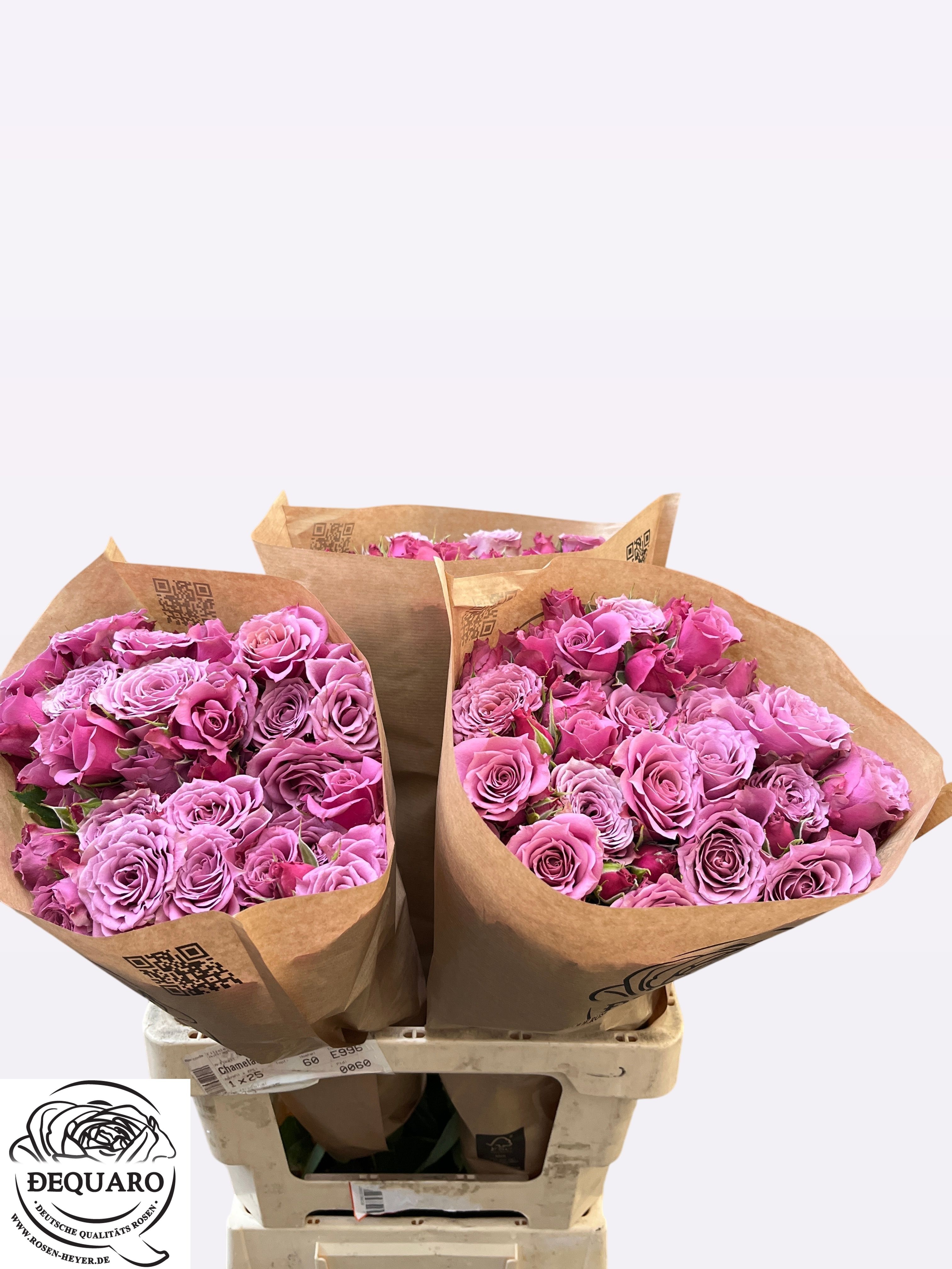 Rosa Spr 50cm