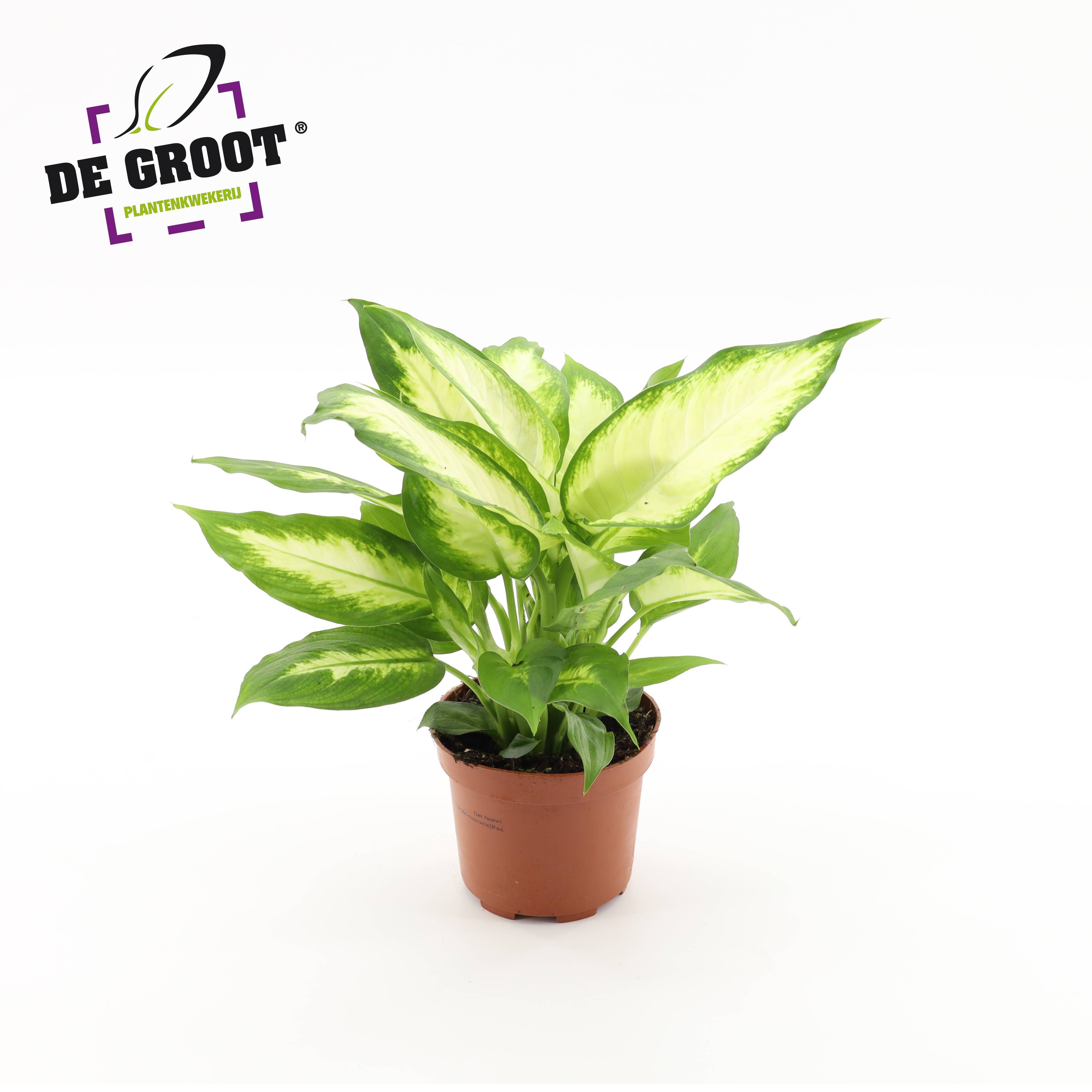 Dieffenbachia 'Camilla' klein