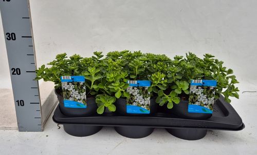 Sedum Spurium Album p17 Weet