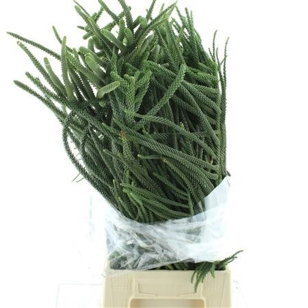 Araucaria Arauc Deco 65cm