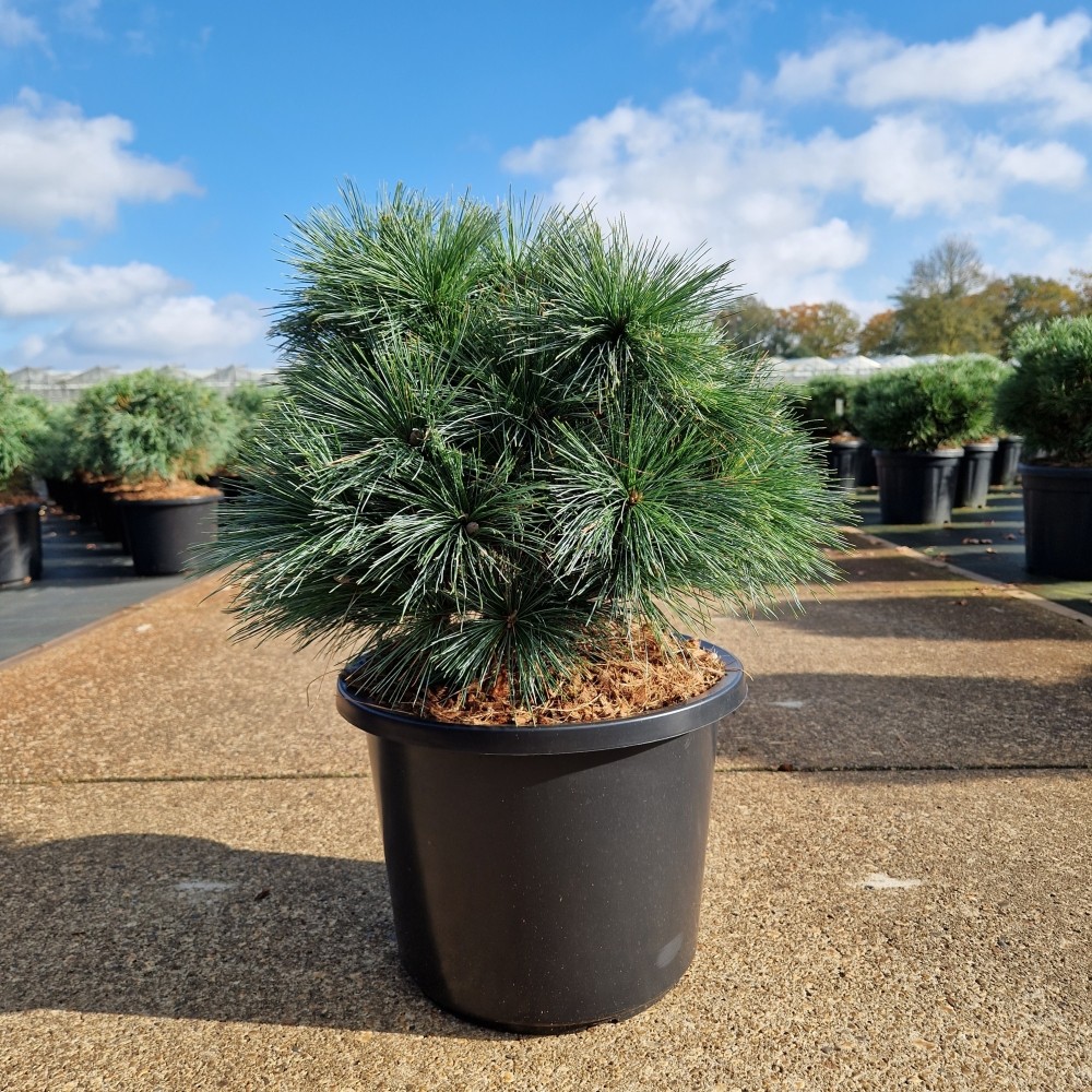 Picture of Pinus strobus Rheinhaus P31 (LOOSE)