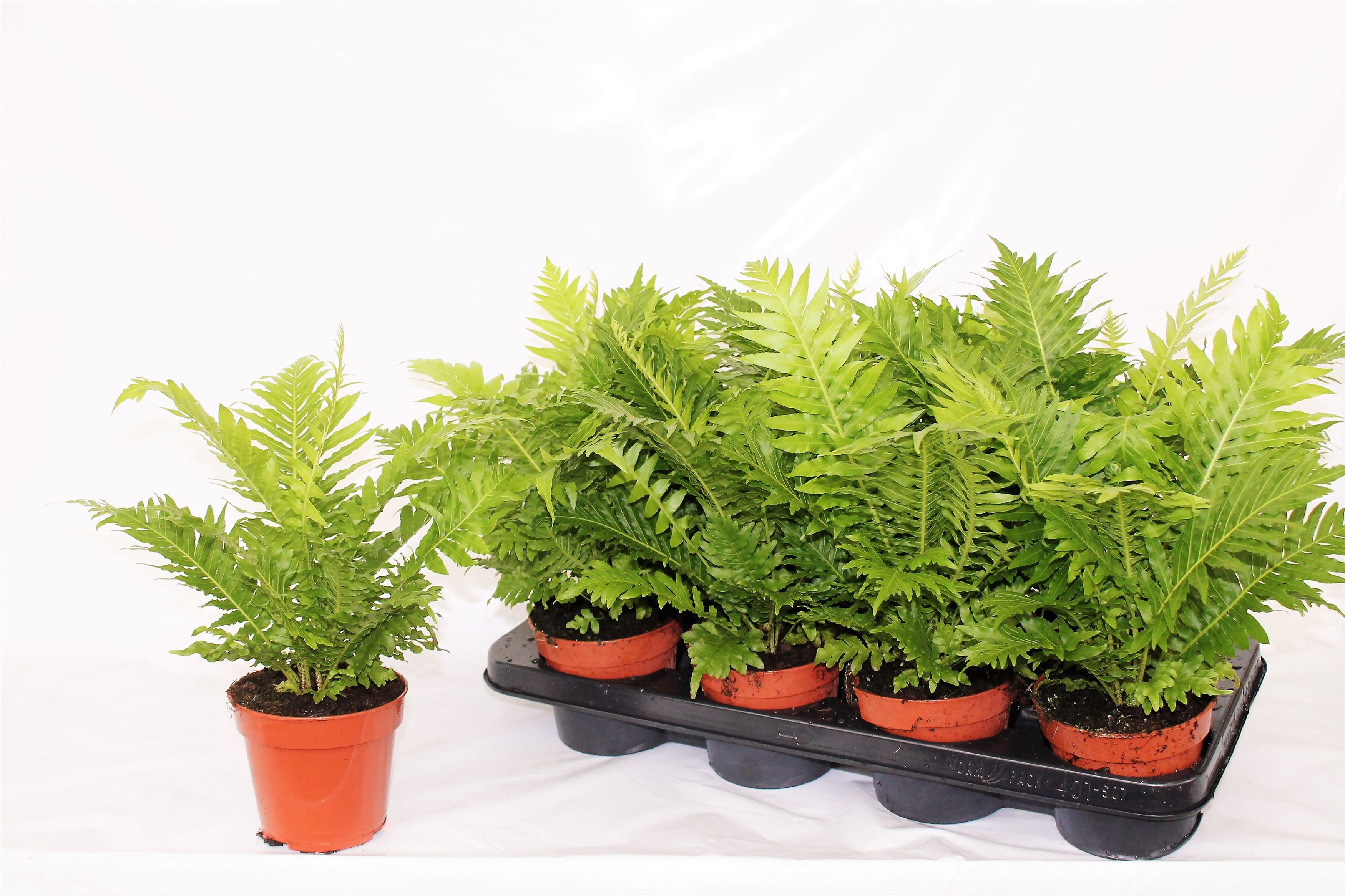 Blechnum G Silver La 12Ø 30cm
